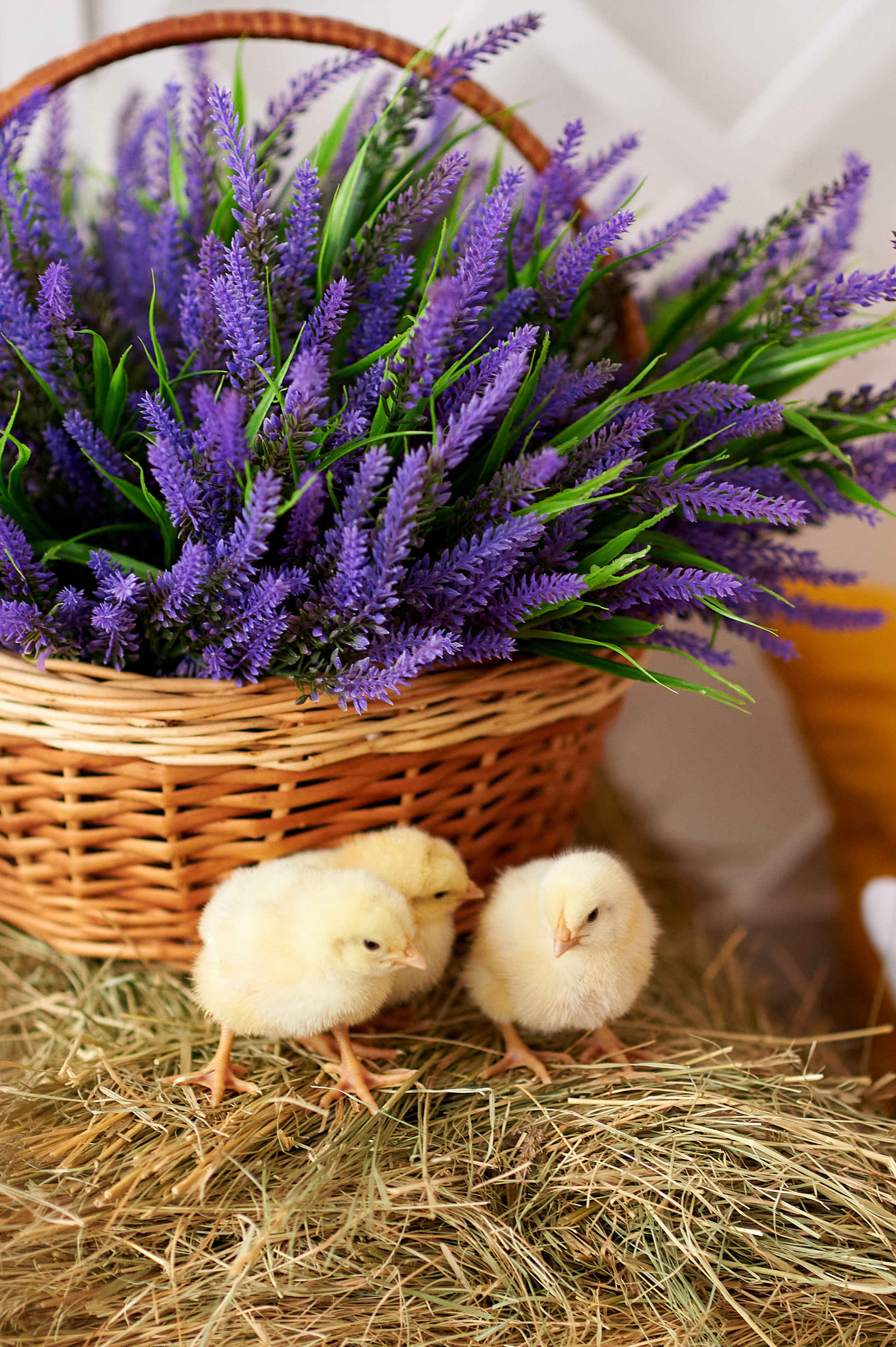 Весенний фотопроект. Семейный и детский фотограф в г. Ногинске Ангелина Хасанова