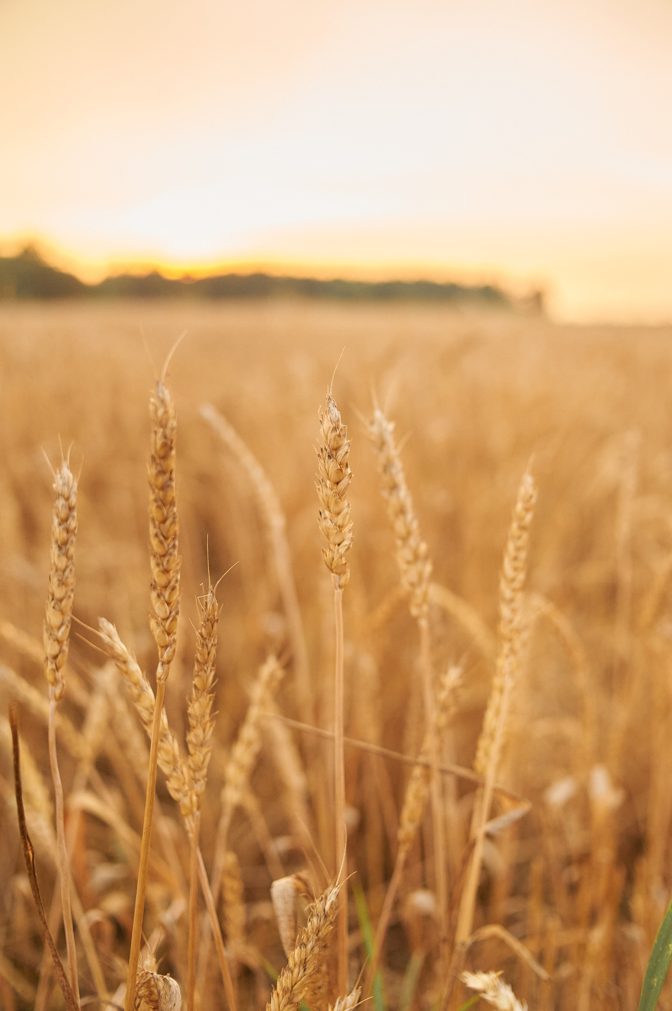 В пшеничном поле. Семейный и детский фотограф в г. Ногинске Ангелина Хасанова