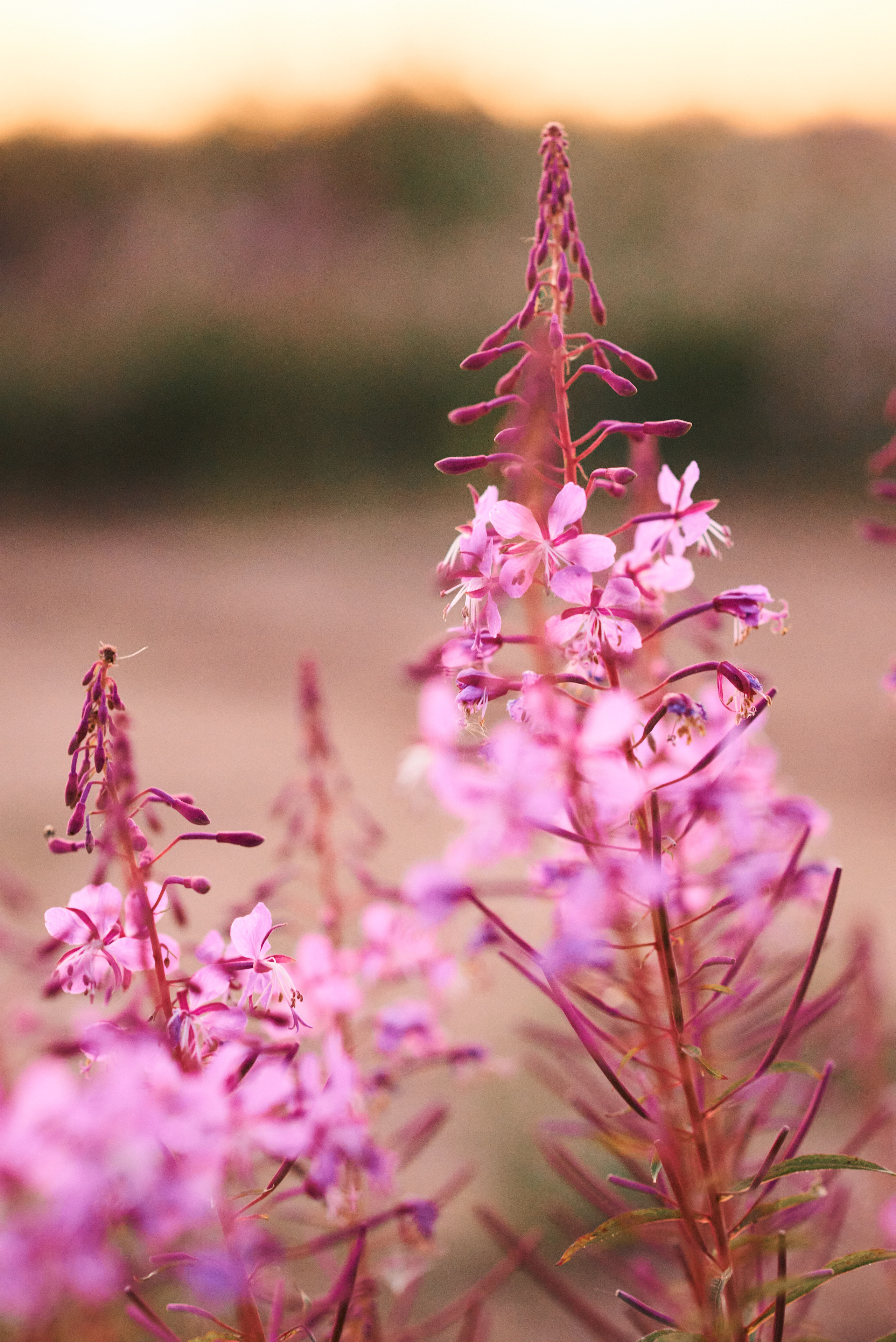Фотопрогулка в поле. Семейный и детский фотограф в г. Ногинске Ангелина Хасанова