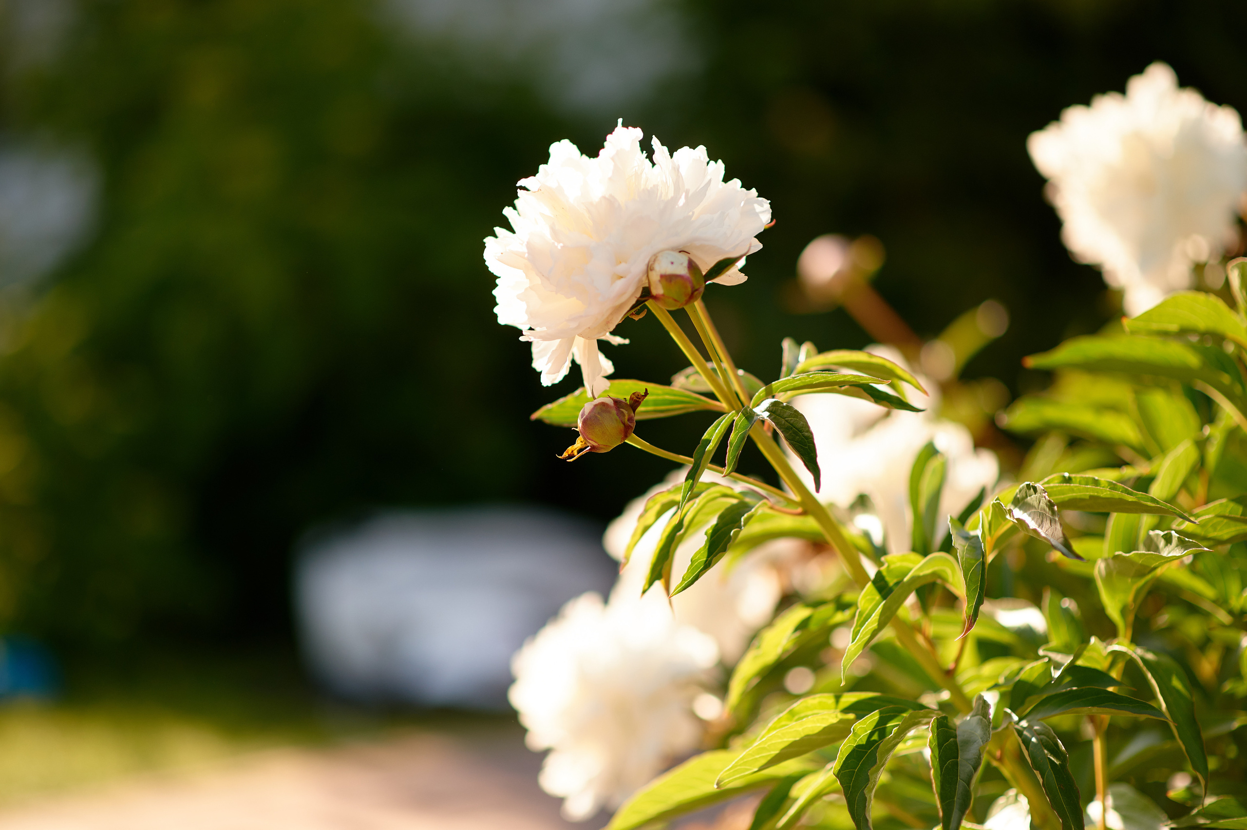 Фотосессия в ретро стиле. Семейный и детский фотограф в г. Ногинске Ангелина Хасанова