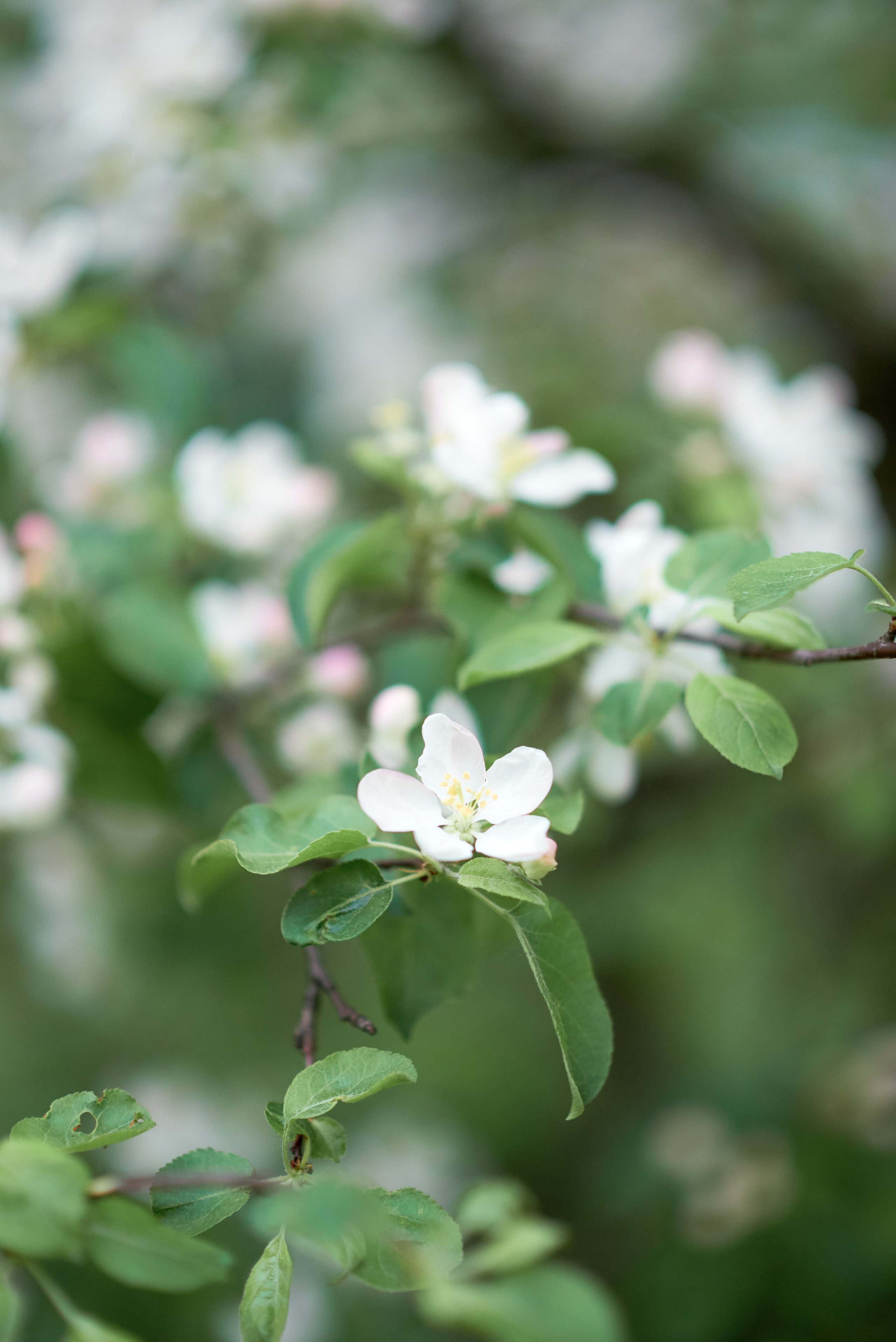 Весна. Семейный и детский фотограф в г. Ногинске Ангелина Хасанова