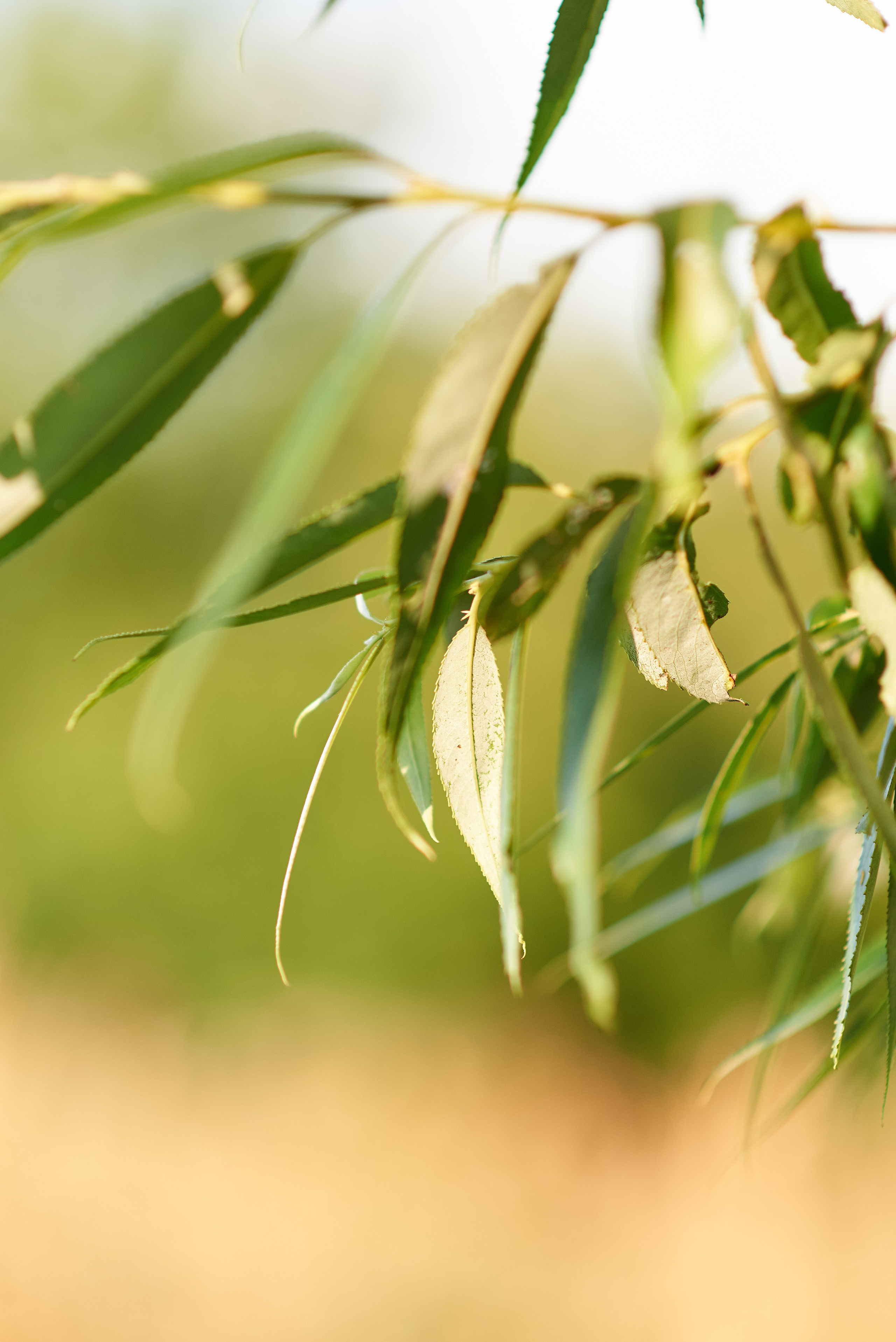 Лимонная история. Семейный и детский фотограф в г. Ногинске Ангелина Хасанова
