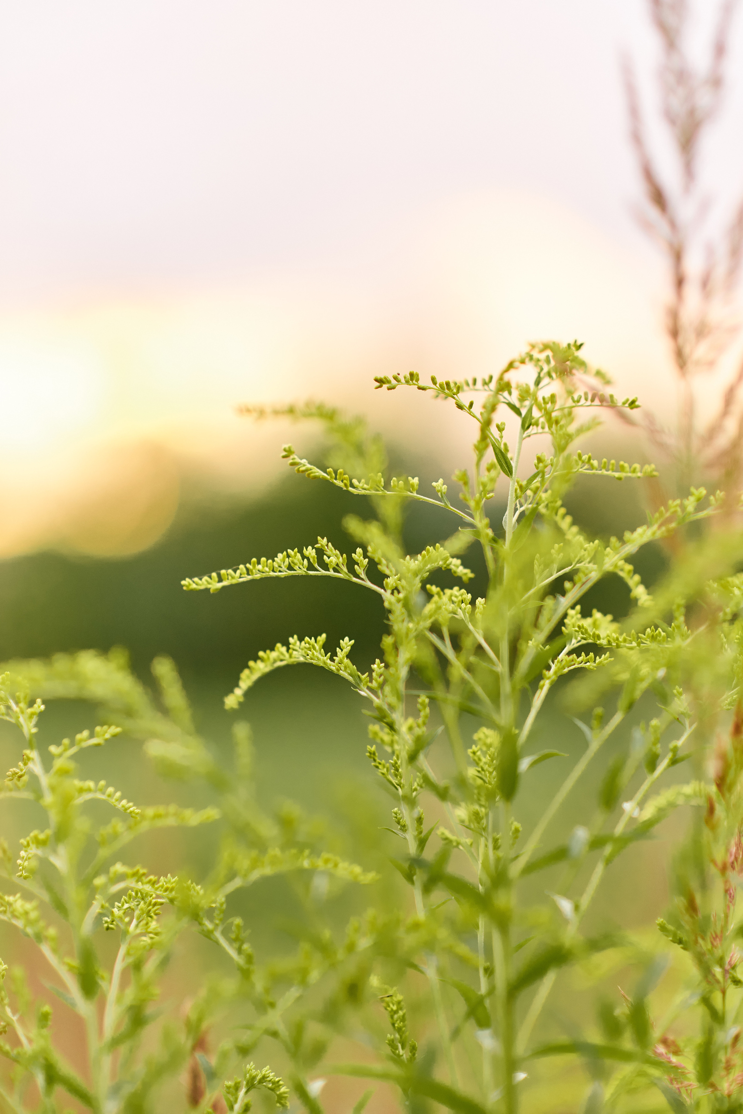 Лимонная история. Семейный и детский фотограф в г. Ногинске Ангелина Хасанова