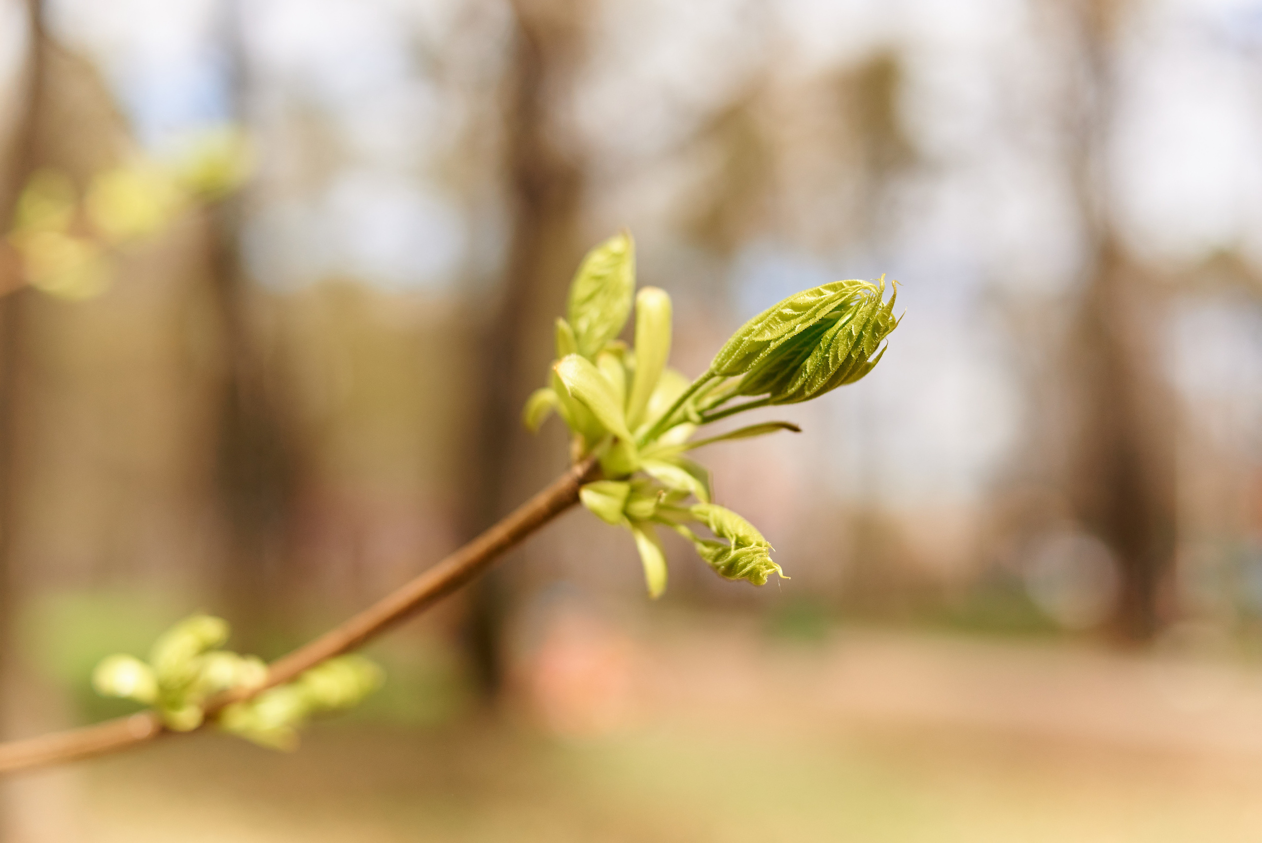 С & В. Семейный и детский фотограф в г. Ногинске Ангелина Хасанова