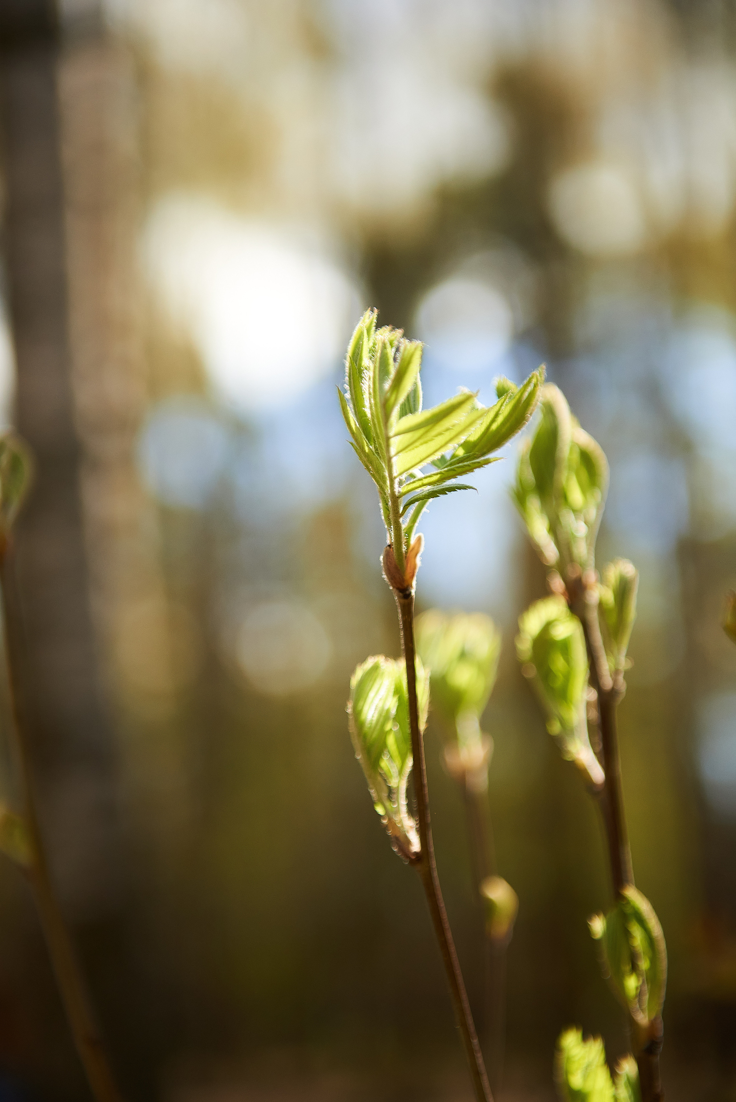С & В. Семейный и детский фотограф в г. Ногинске Ангелина Хасанова