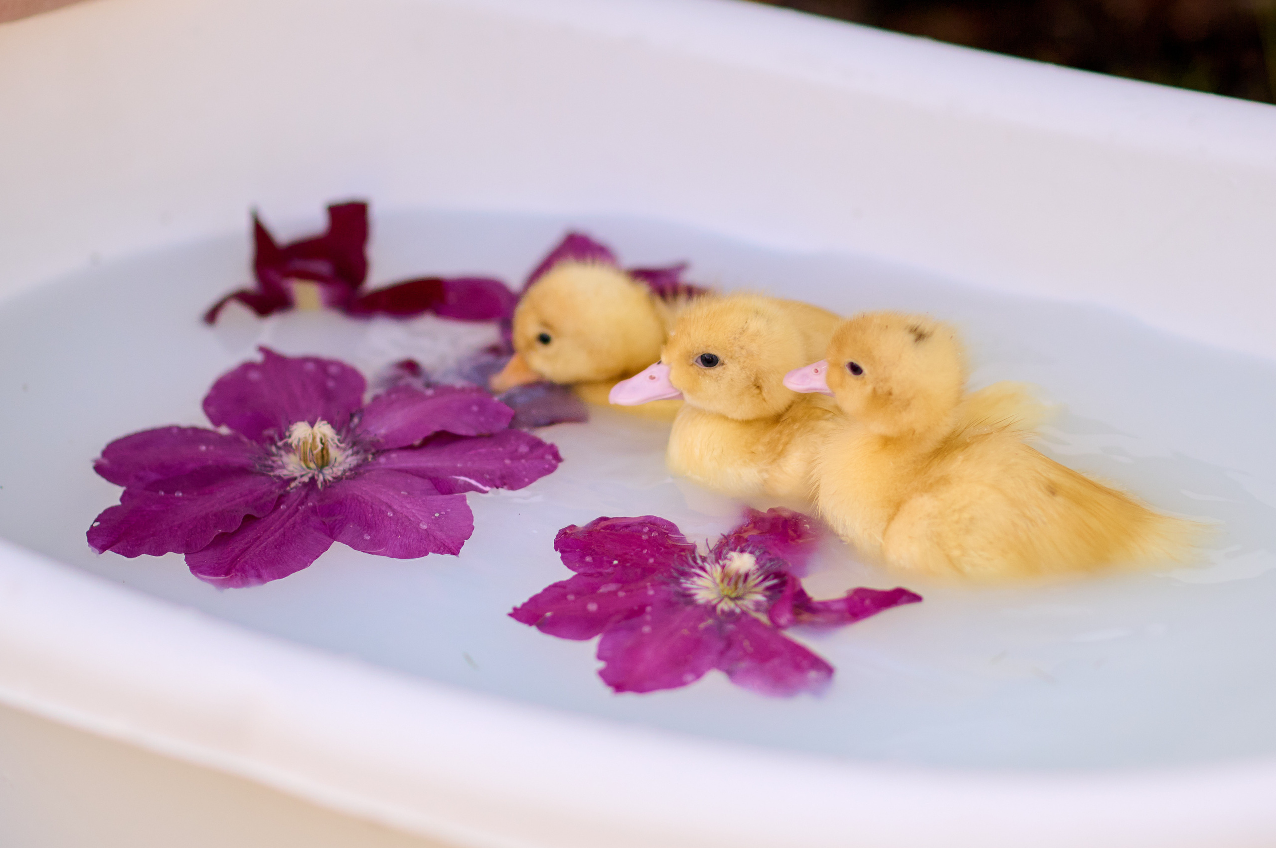 Лимонная фото история. Семейный и детский фотограф в г. Ногинске Ангелина Хасанова