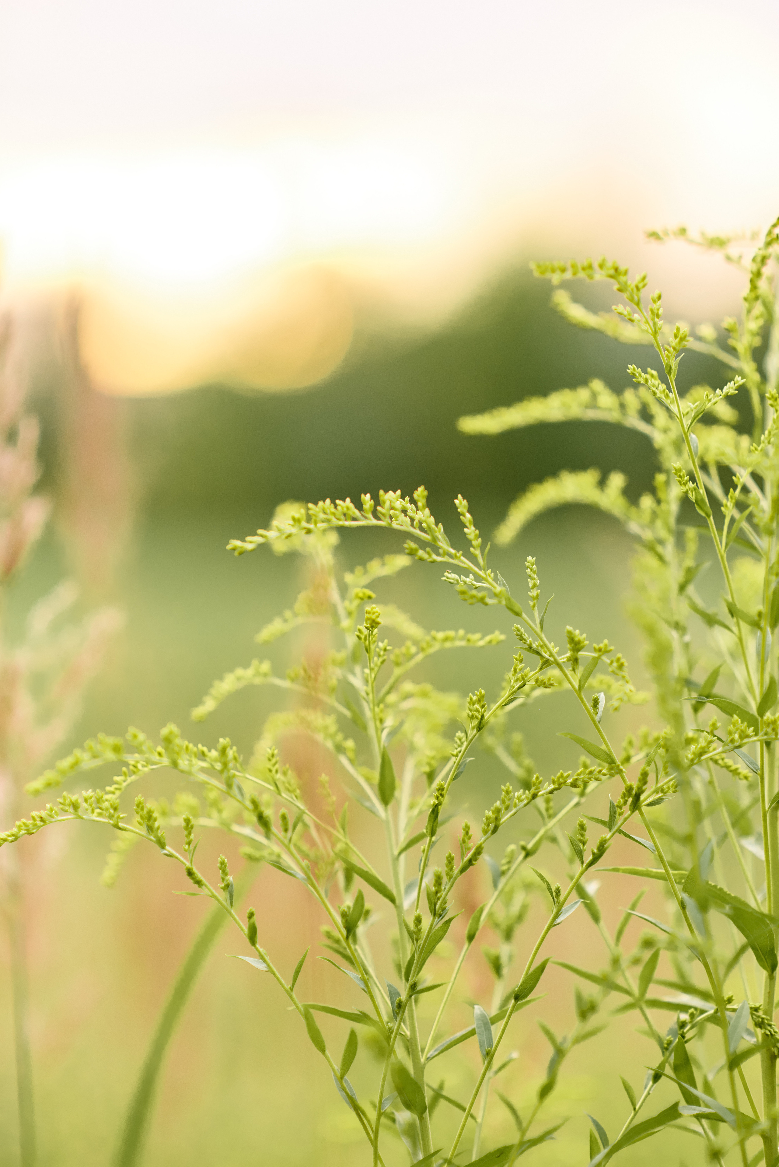 Лето. Семейный и детский фотограф в г. Ногинске Ангелина Хасанова