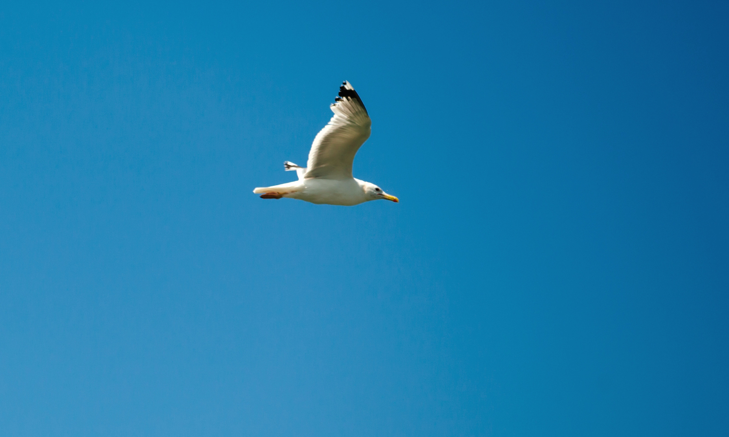 Manuk & Natalia. Свадебный и семейный фотограф в Новороссийске Виктор Дубов