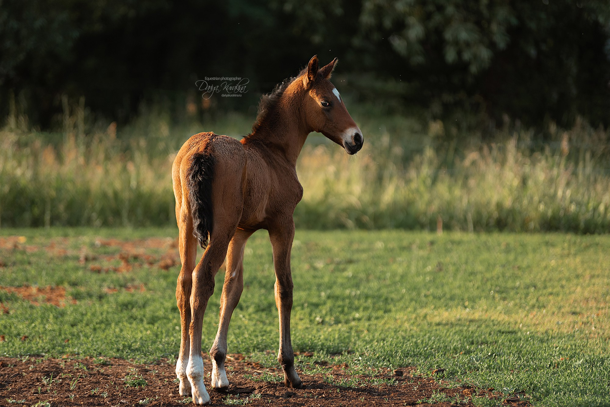 Малышка Кэндис. Конный фотограф Куракина Дарья • Фотосессии с лошадьми
