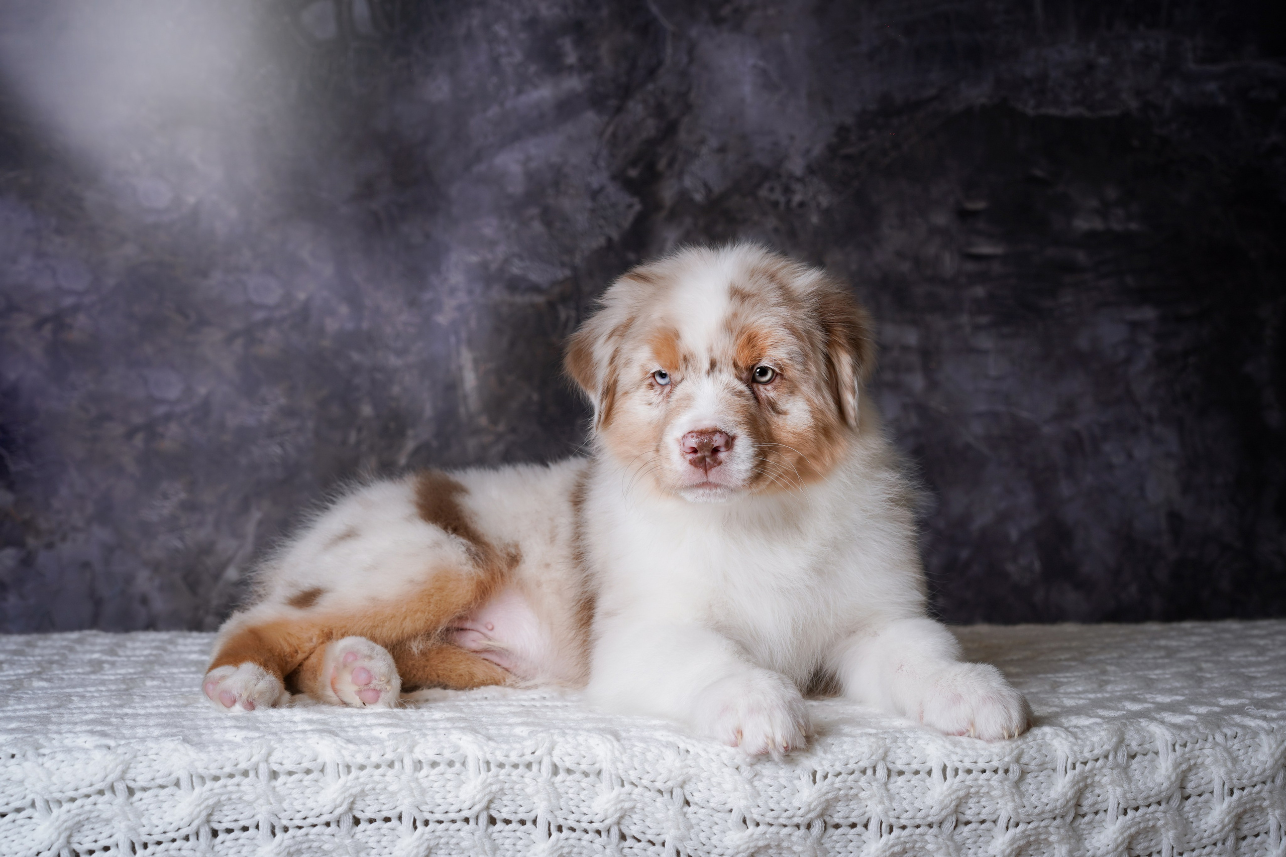 Щенки аусси. Фотограф-анималист в Санкт-Петербурге Яна Мартынова