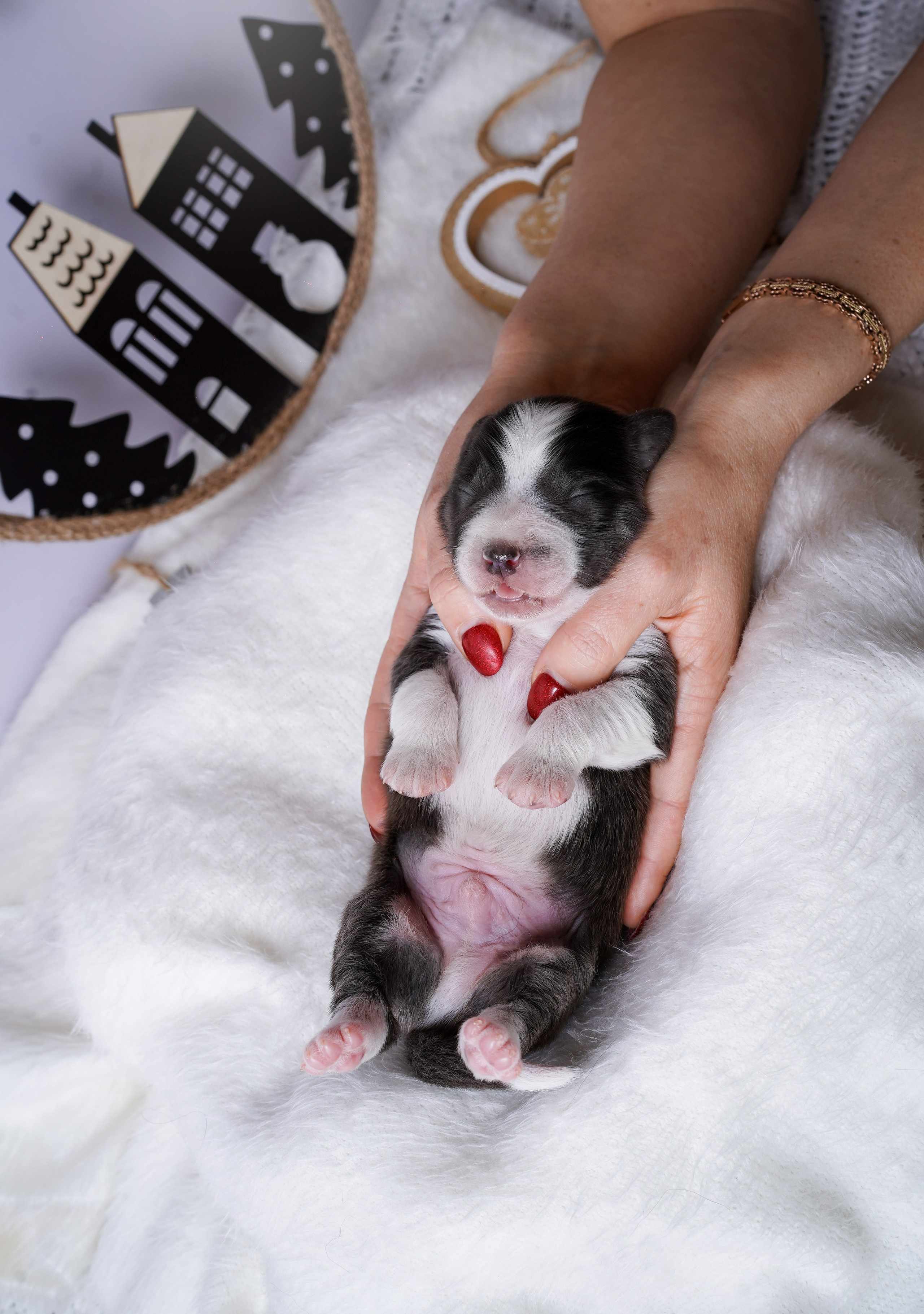 Щенки австралийской овчарки. Фотограф-анималист в Санкт-Петербурге Яна Мартынова