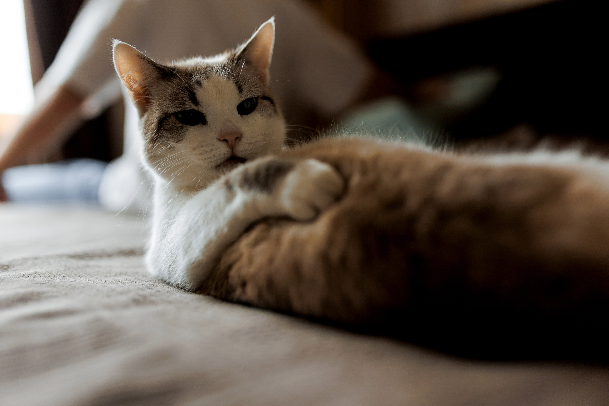 J+P. Свадебный фотограф Каледич Тимофей