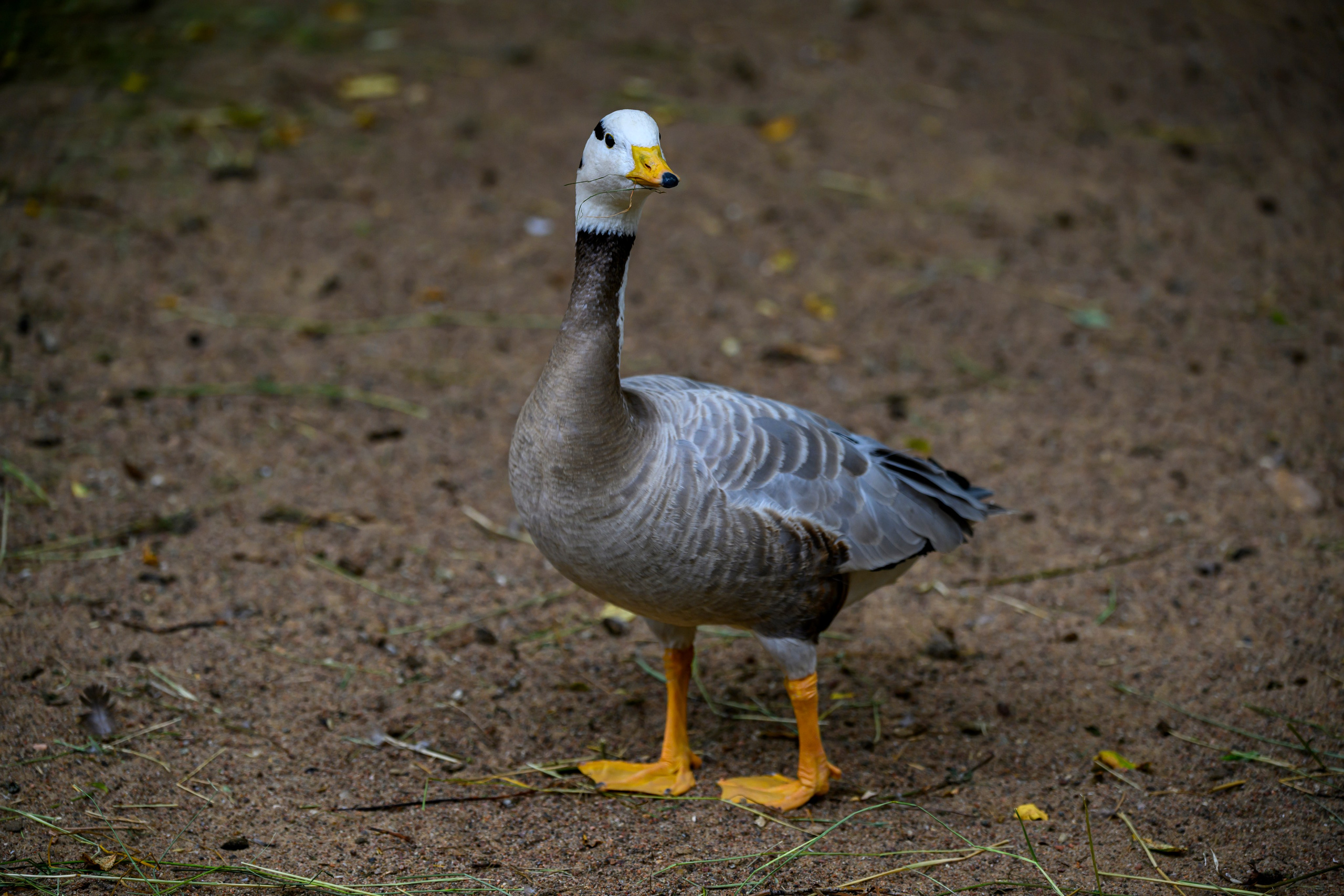 Nikkor 180-400 f/4 TC. Фотограф Сергей Пупонин