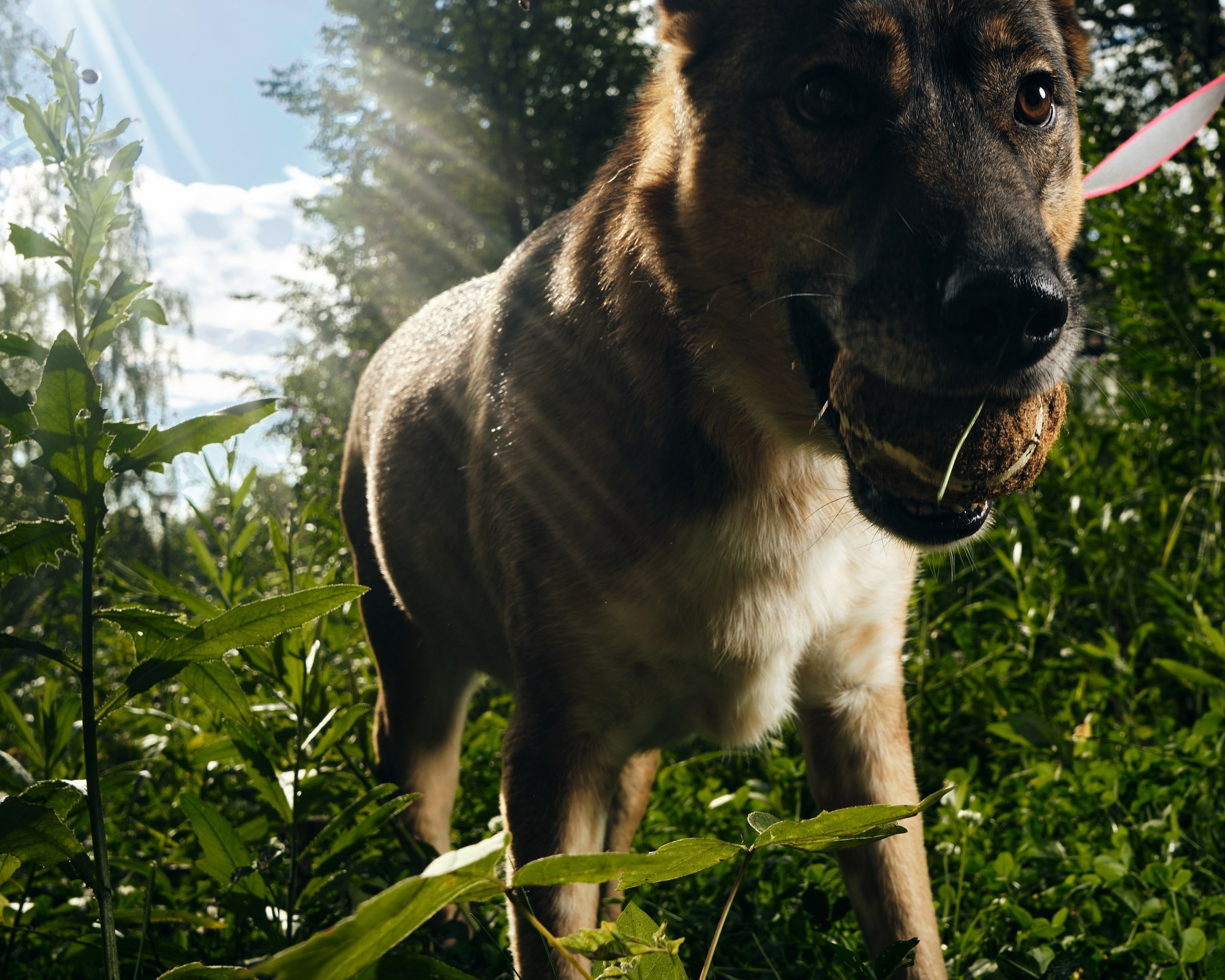 Фотосессия  для паши пса. Профессиональный фотограф в Москве — Максим Дьяконов