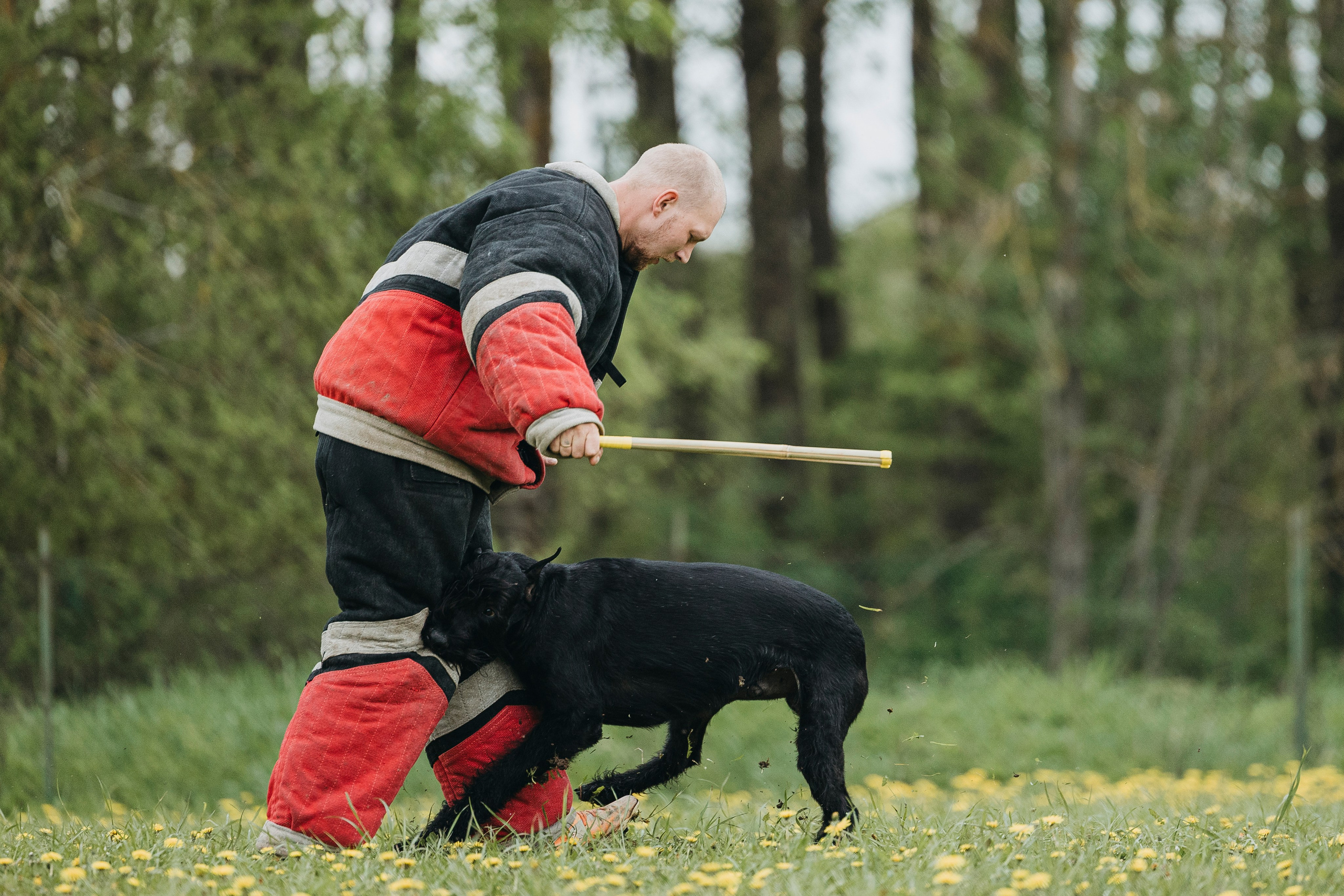 26.05.25 г. Пушкин квалификационные соревнования. Фотограф-анималист Анна Маринич