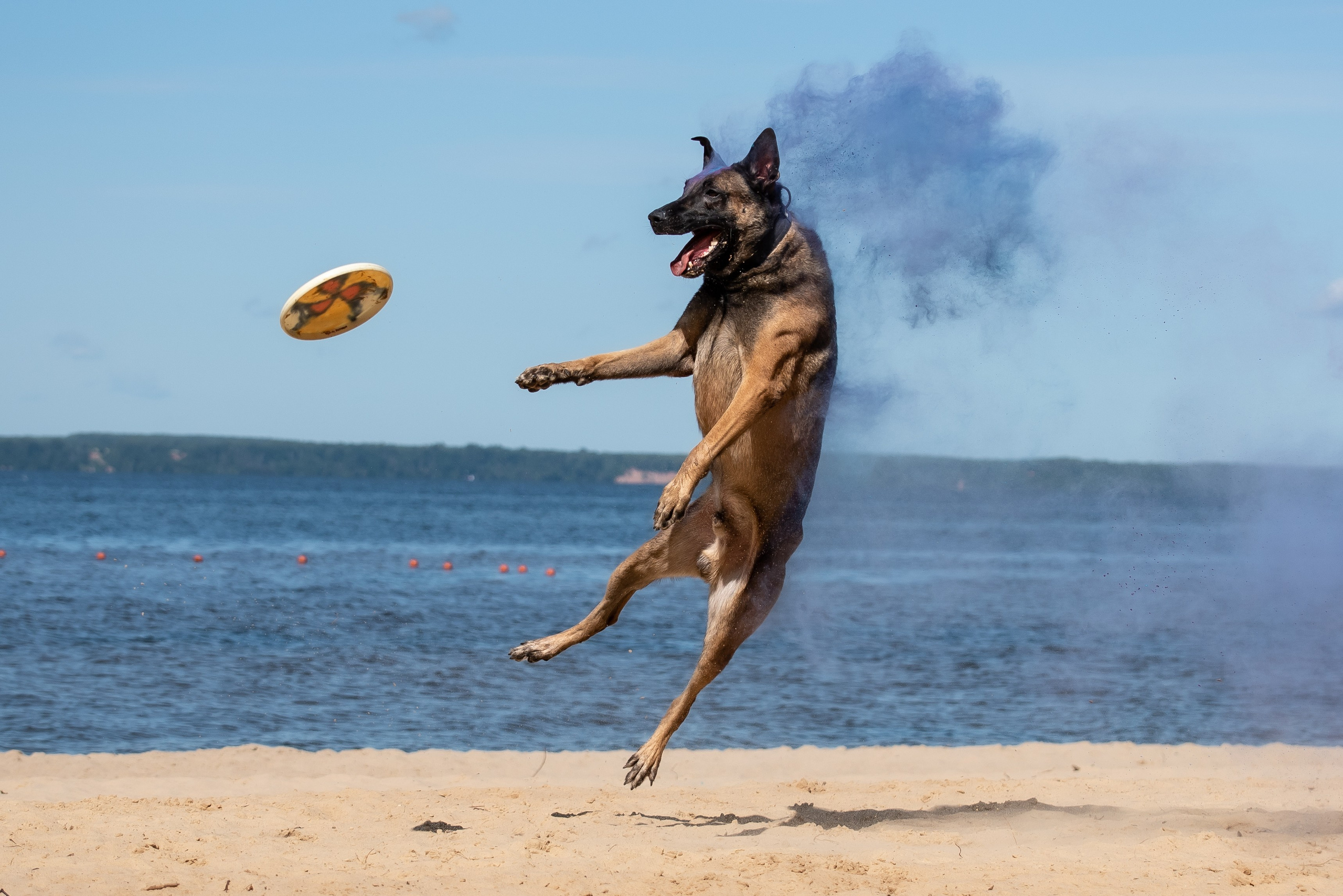 Фотосессия краски холи с собакой. Фотограф Макс Огурцов в Нижнем Новгороде