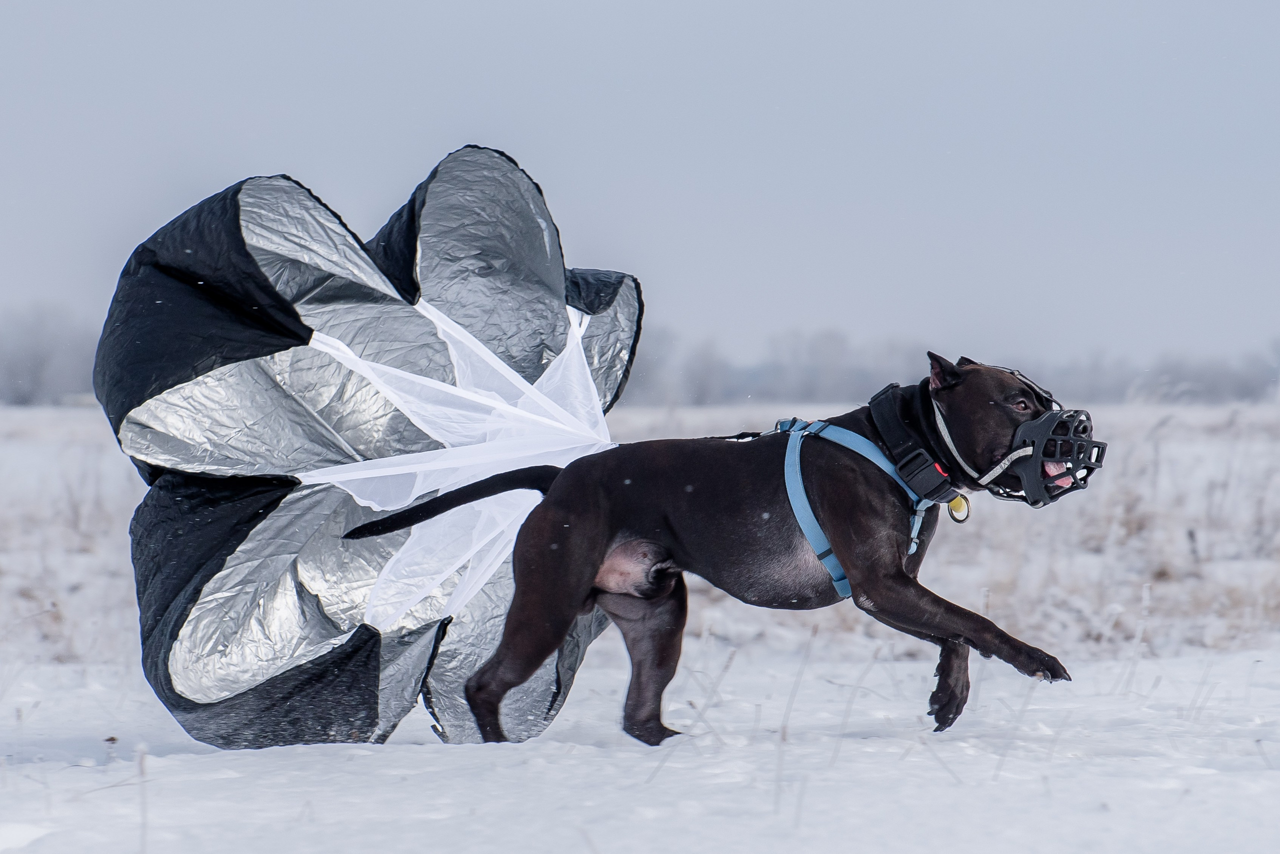 Фотографии с Бега за механической приманкой команды «Kiborg Sport». Фотограф Макс Огурцов в Нижнем Новгороде