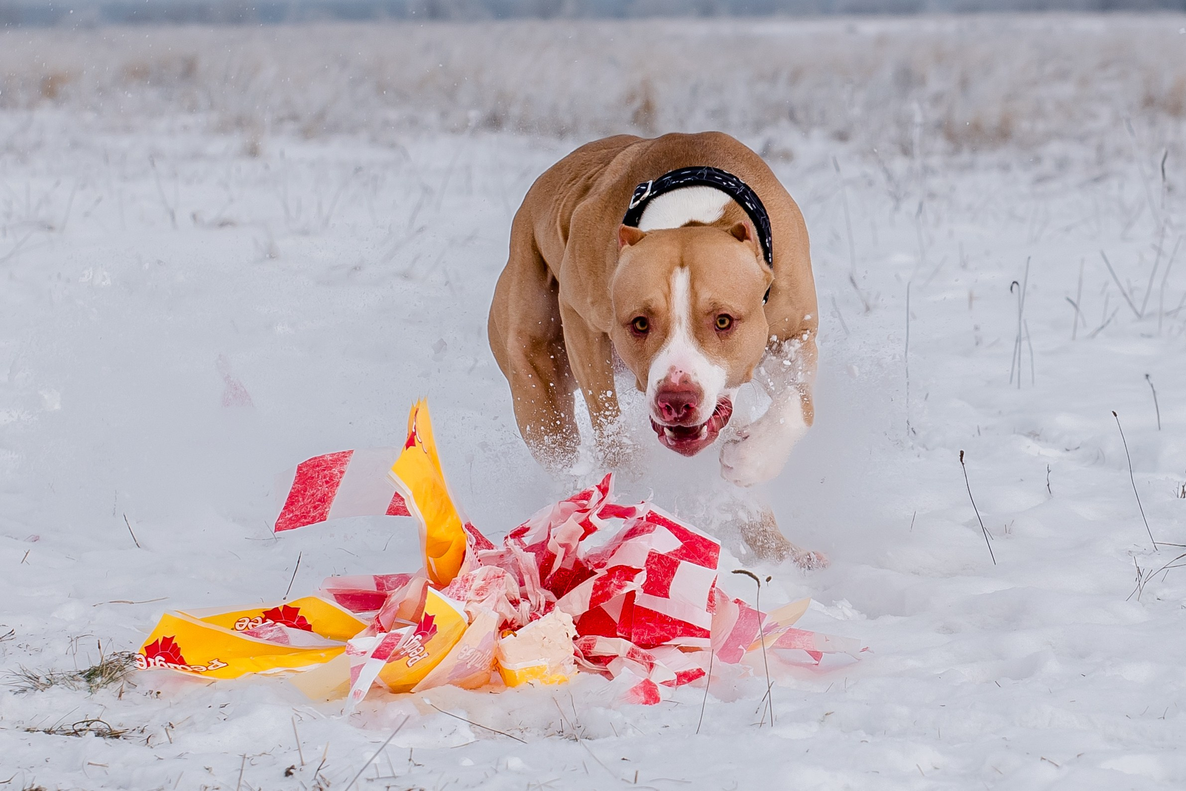 Фотографии с Бега за механической приманкой команды «Kiborg Sport». Фотограф Макс Огурцов в Нижнем Новгороде