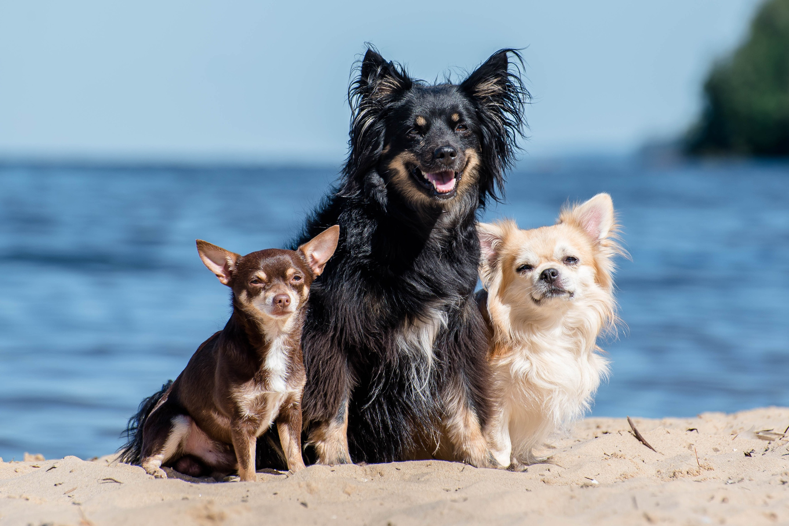Фотосессия в летнем Кинологическом лагере
