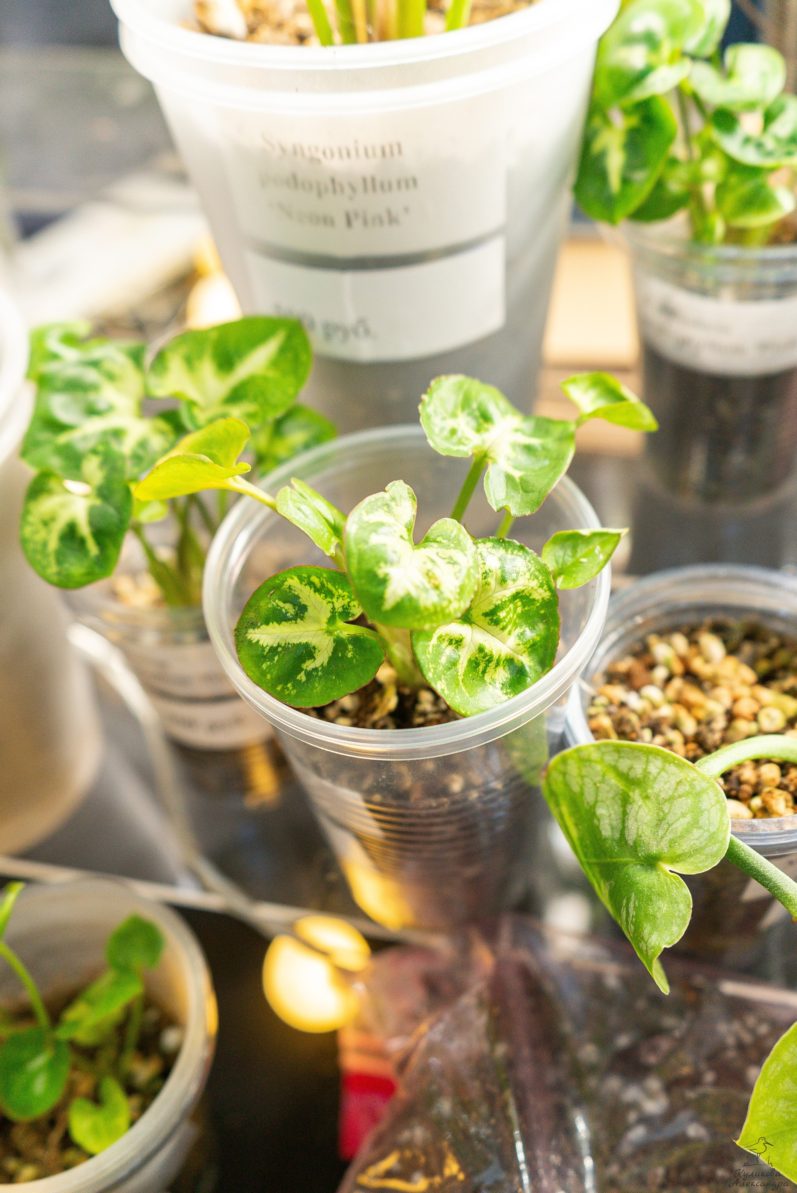 Гроубокс Артплей апрель. Александра Куликова фотограф, Москва