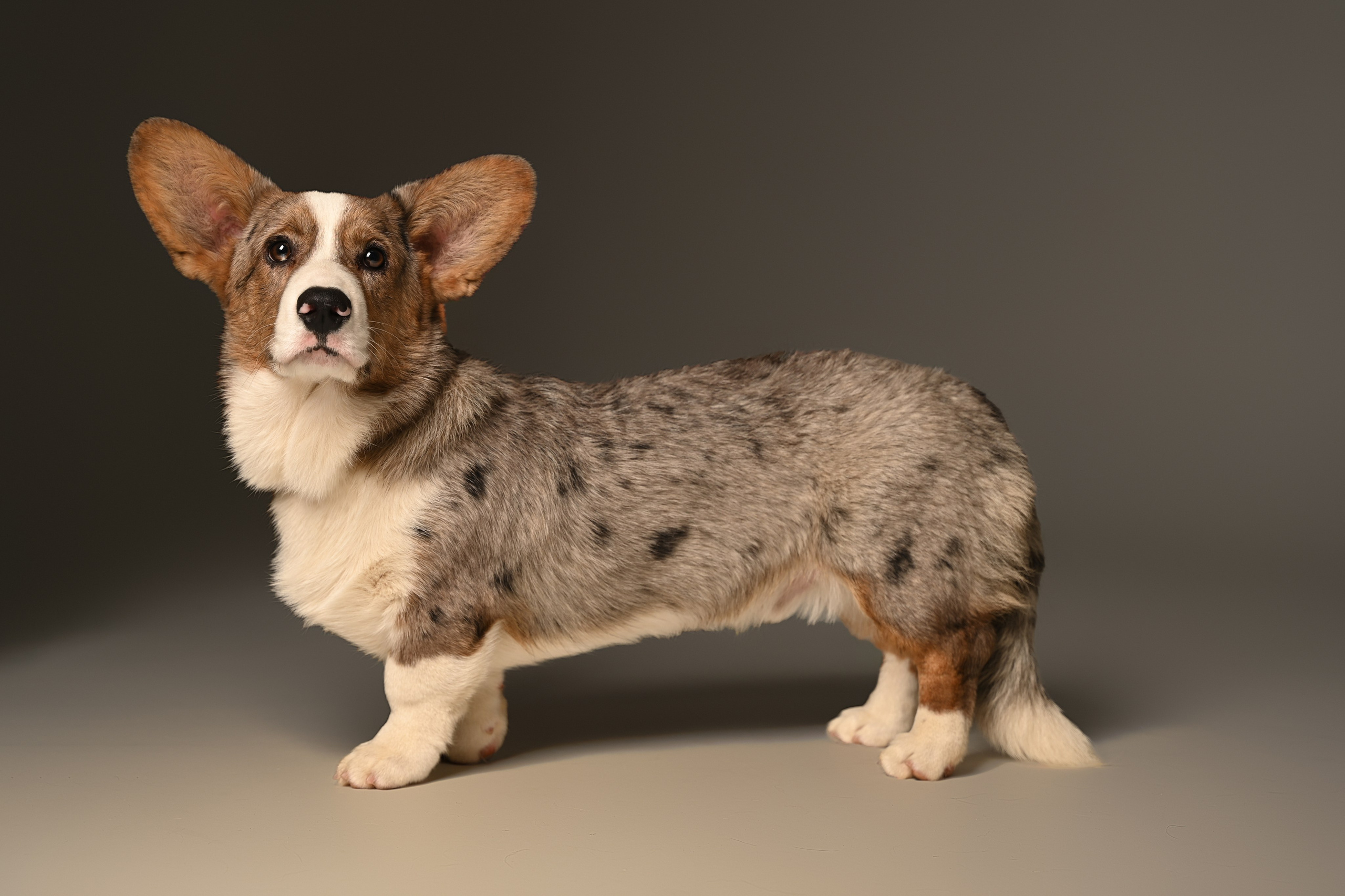 Корги. Фотограф Темрюк Анастасия Фёдорова