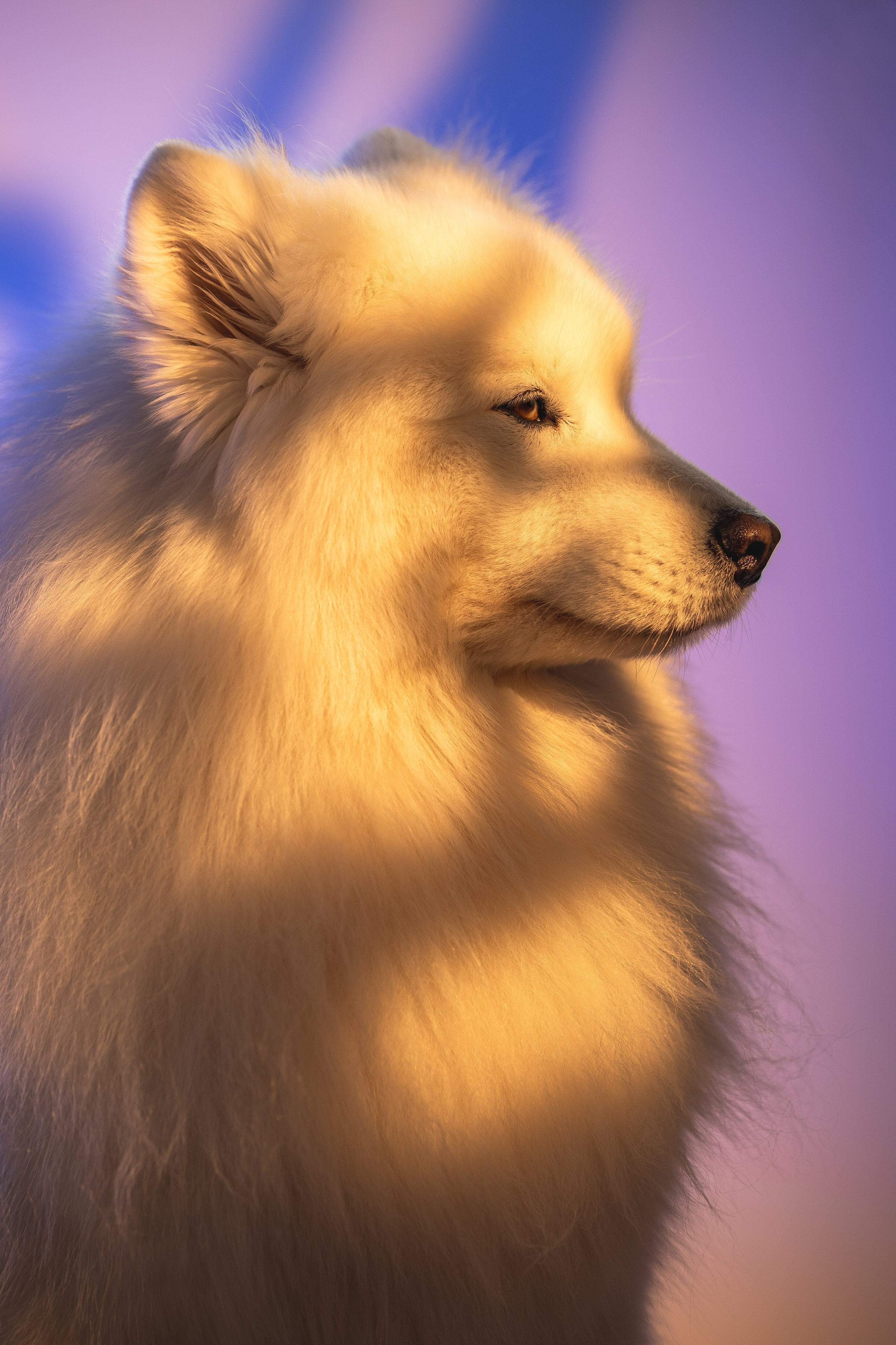 Самоеды в студии. Фотограф анималист в Москве Майорова Евгения