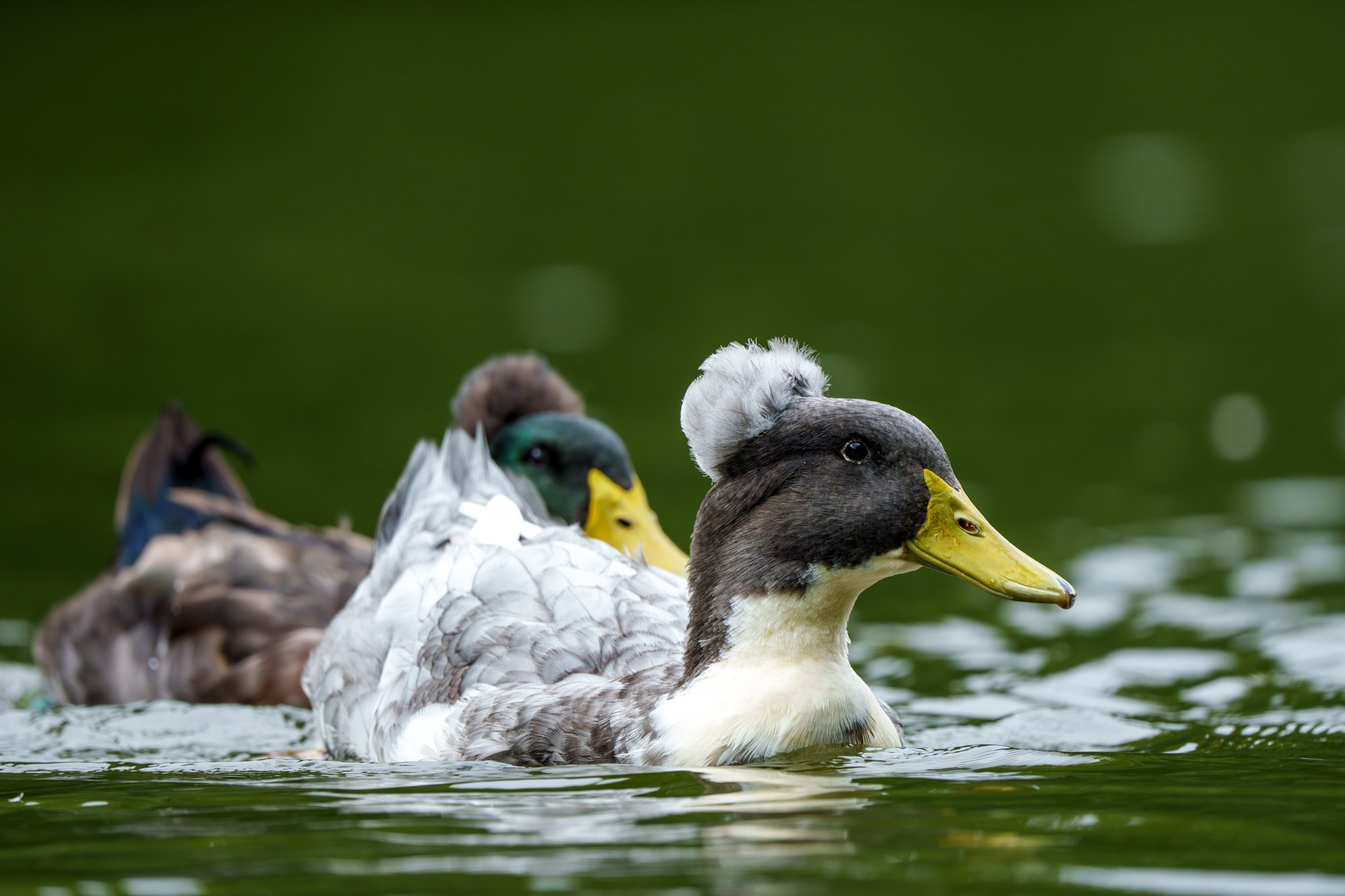 Удивительные мир птиц. Вокруг нас столько прекрасного — присмотритесь!. Ваш личный фотограф Марина Волкова
