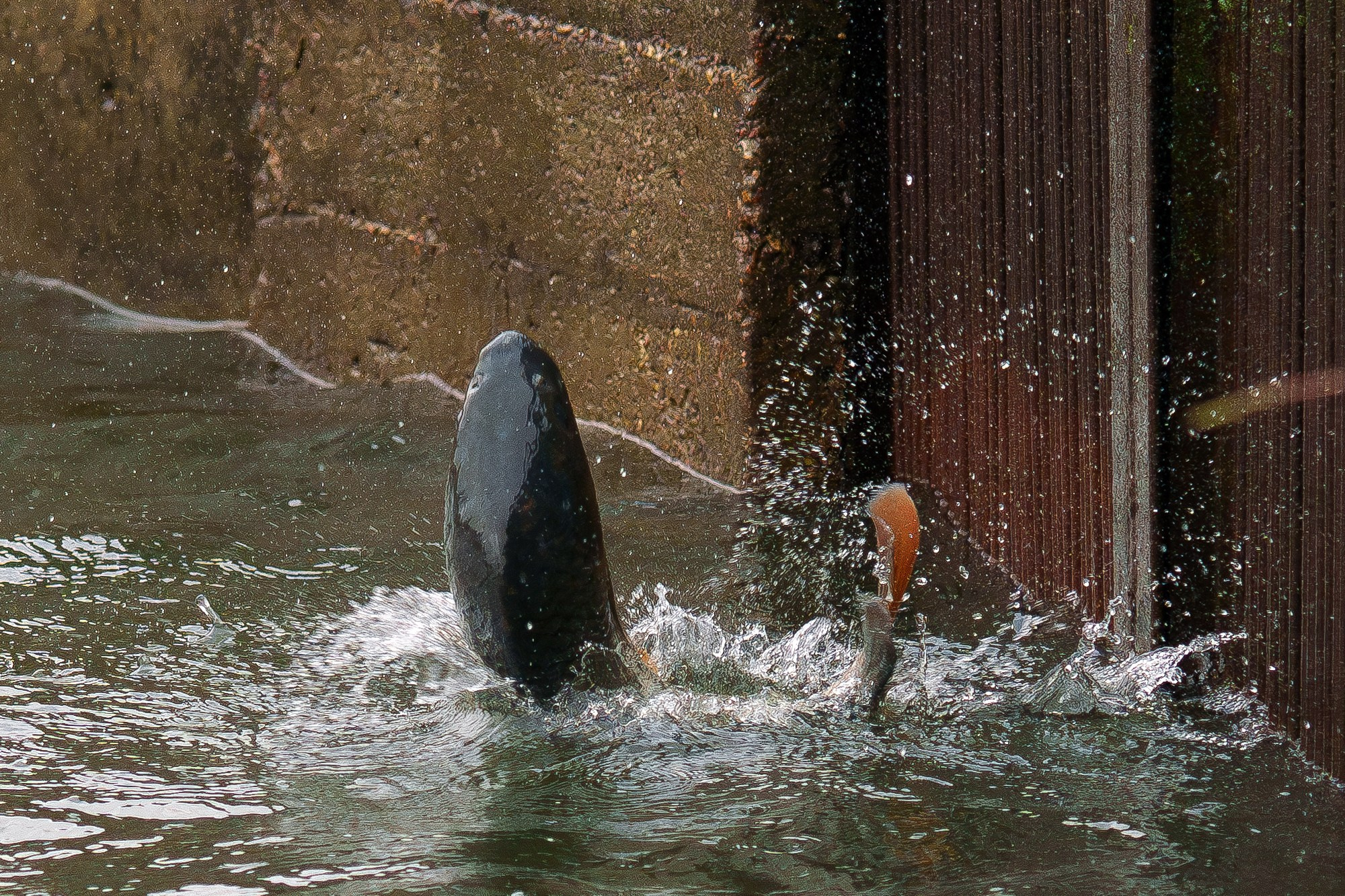 Животные. Ваш личный фотограф Марина Волкова