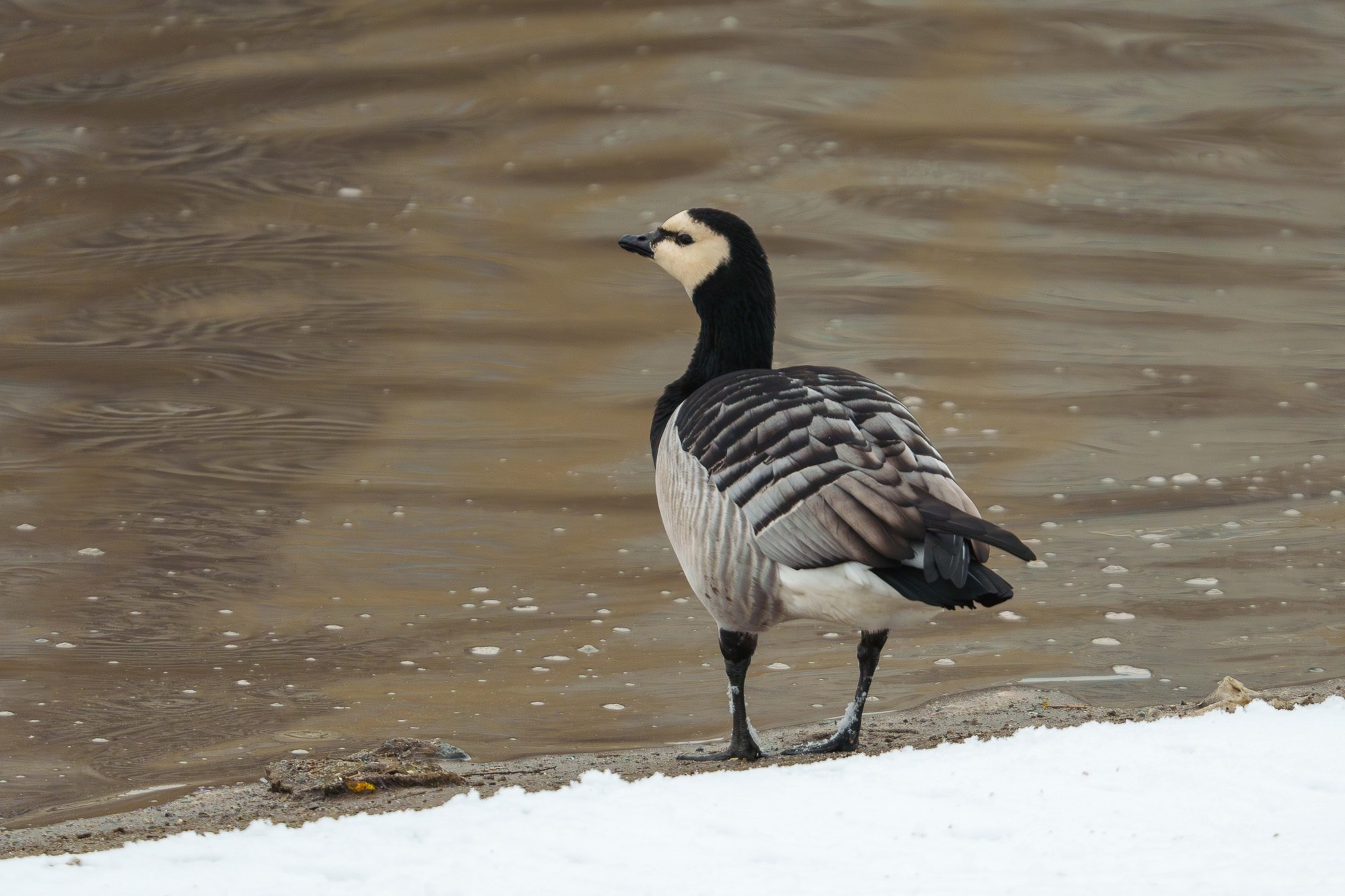Удивительные мир птиц. Вокруг нас столько прекрасного — присмотритесь!. Ваш личный фотограф Марина Волкова