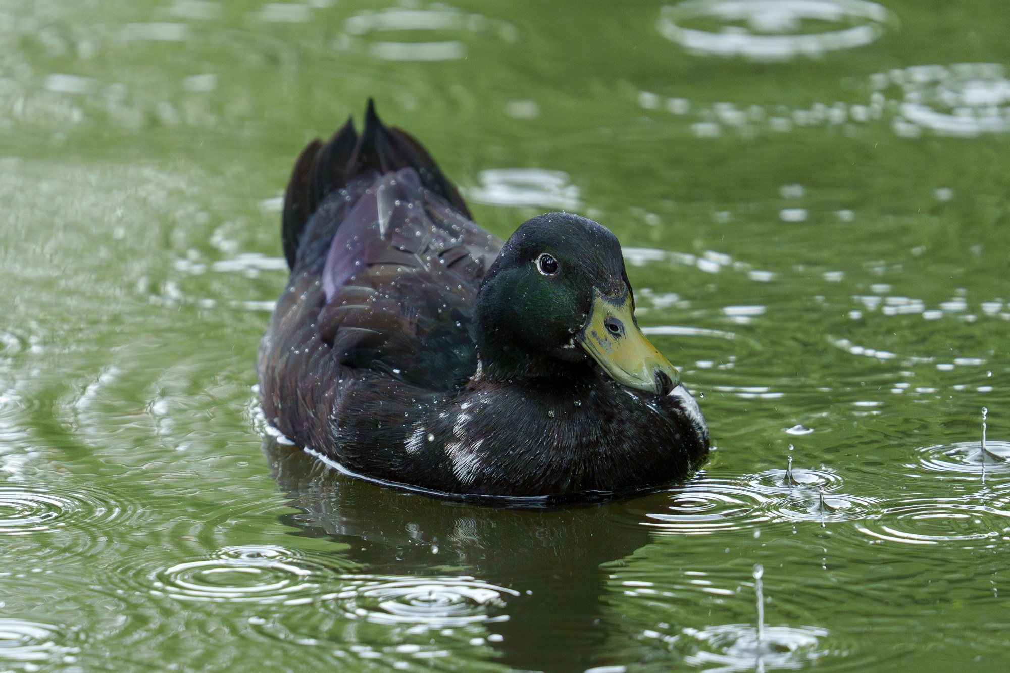 Удивительные мир птиц. Вокруг нас столько прекрасного — присмотритесь!. Ваш личный фотограф Марина Волкова