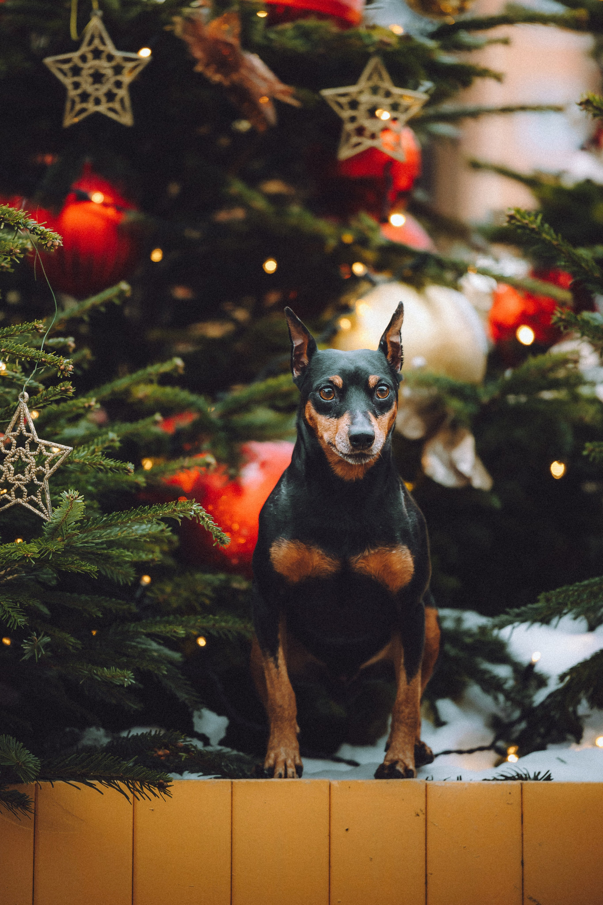 Топик и его семья