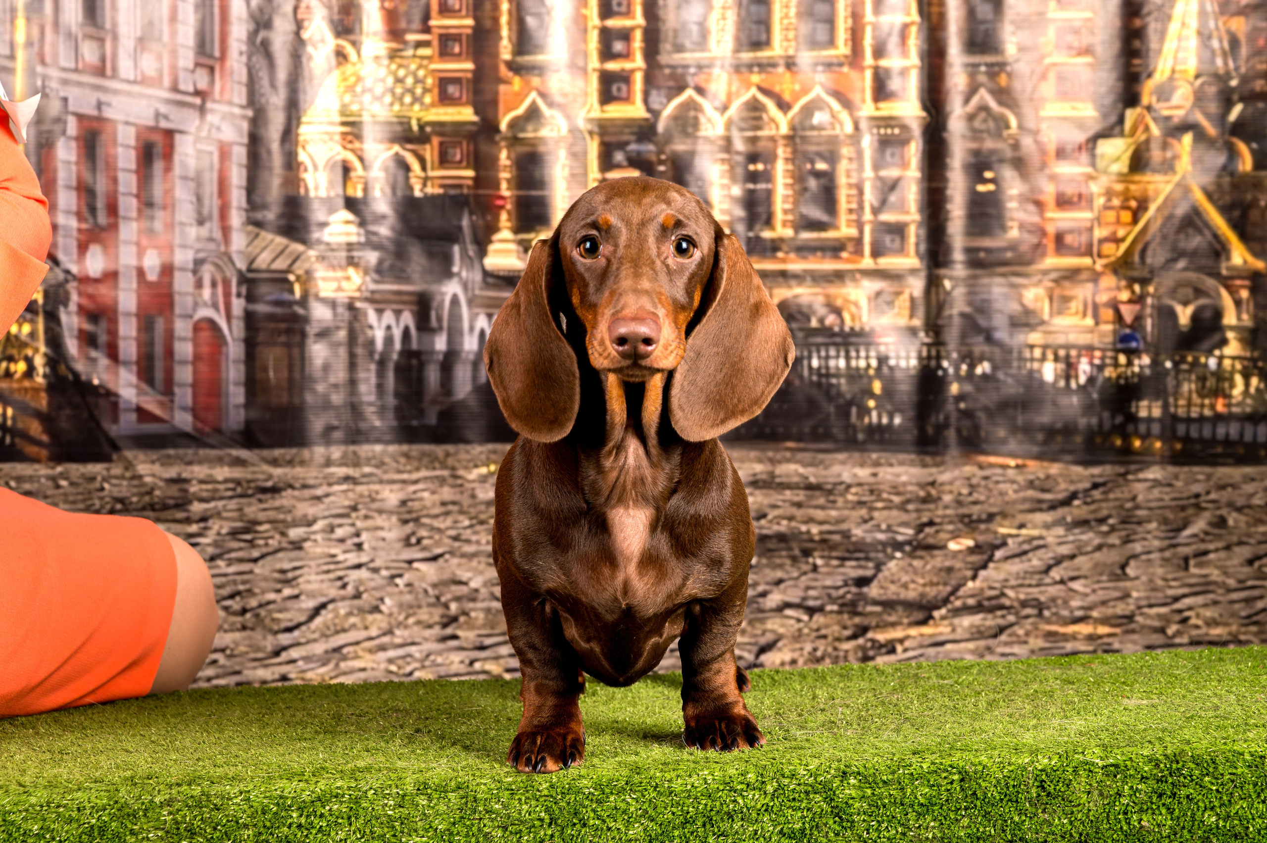 Выставка Клубы «Фауна» и «Догсити» 21-22 Июня 2025 «Пёсбург». Фотограф-анималист в СПб