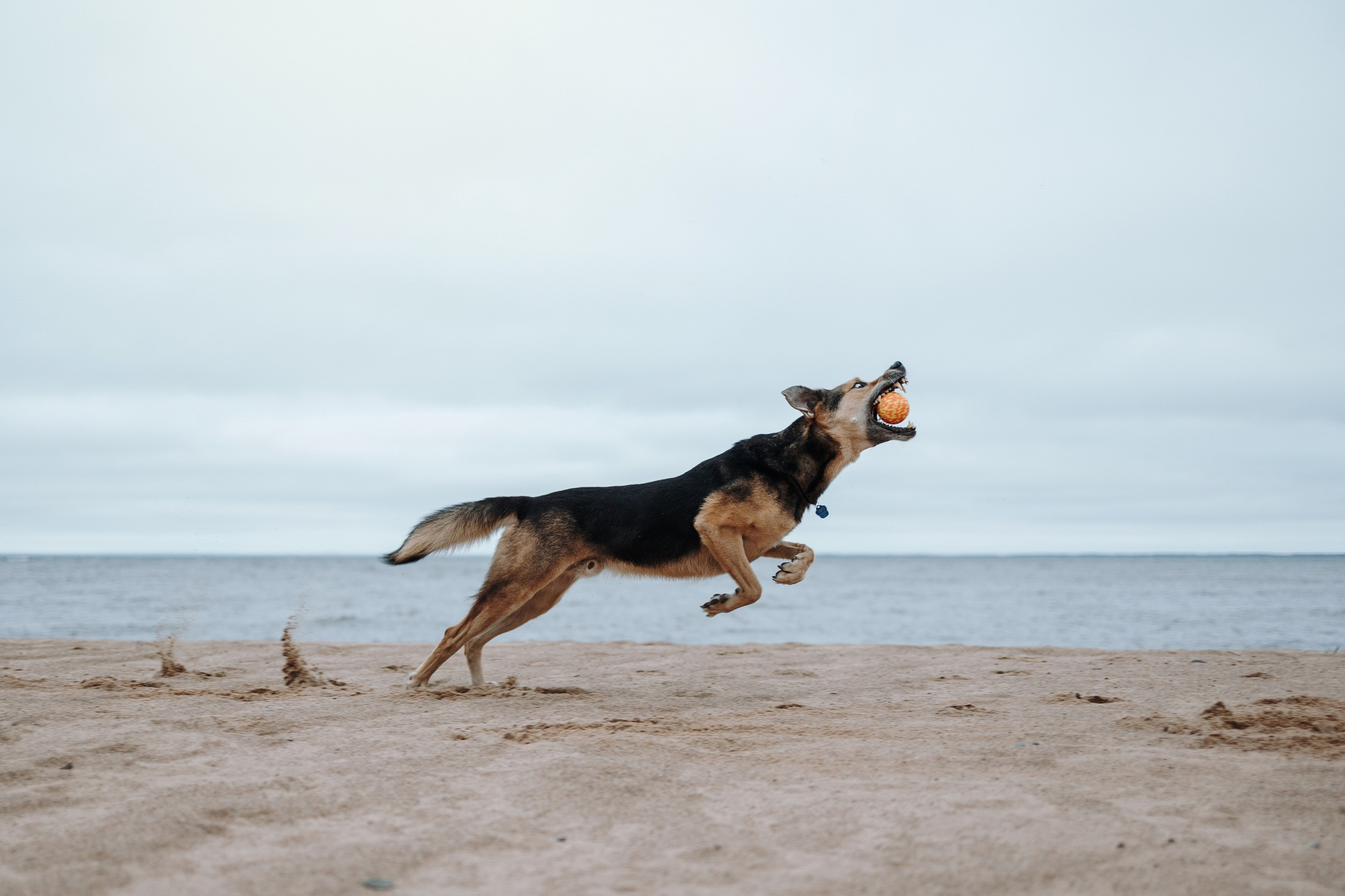 Наталья и Того. Фотограф — Анималист | Санкт-Петербург