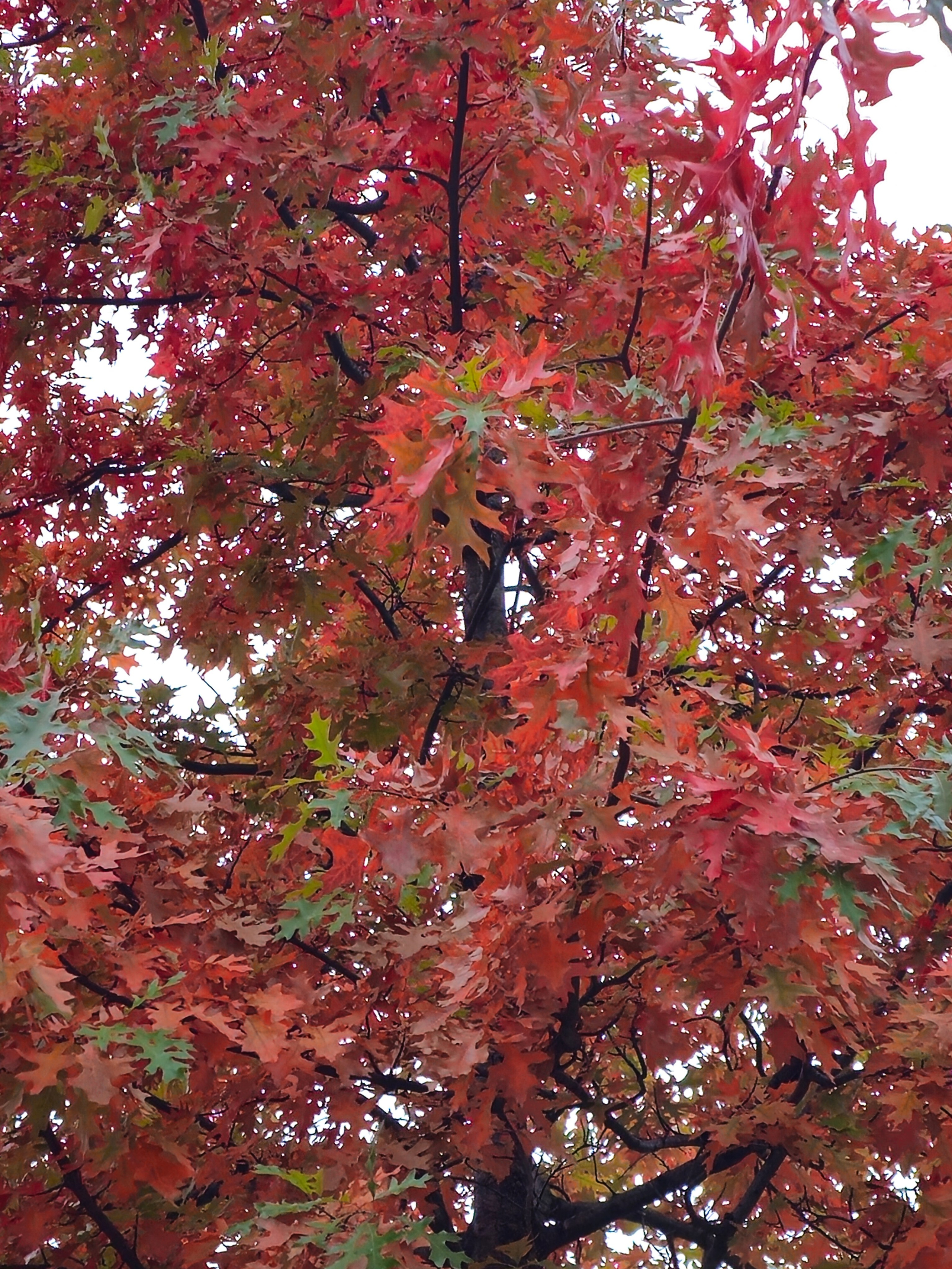 Крупный план густой листвы дерева с листьями, окрашенными в ярко-красный и оранжевый цвета с вкраплениями зеленого. Насыщенные цвета контрастируют с почти белым небом на заднем плане.