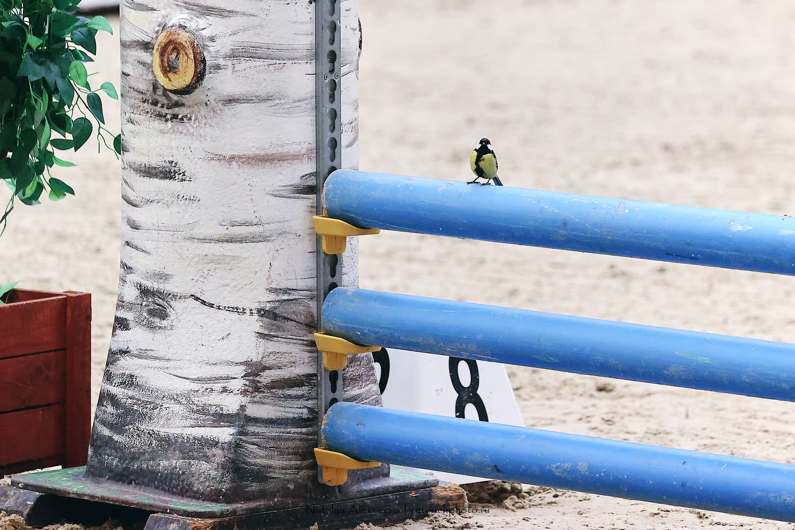 Финал Maxima Park по конкуру, Maxima Stables | 10'2023. Репортажный фотограф и ретушер в Москве Наталья Алексеева