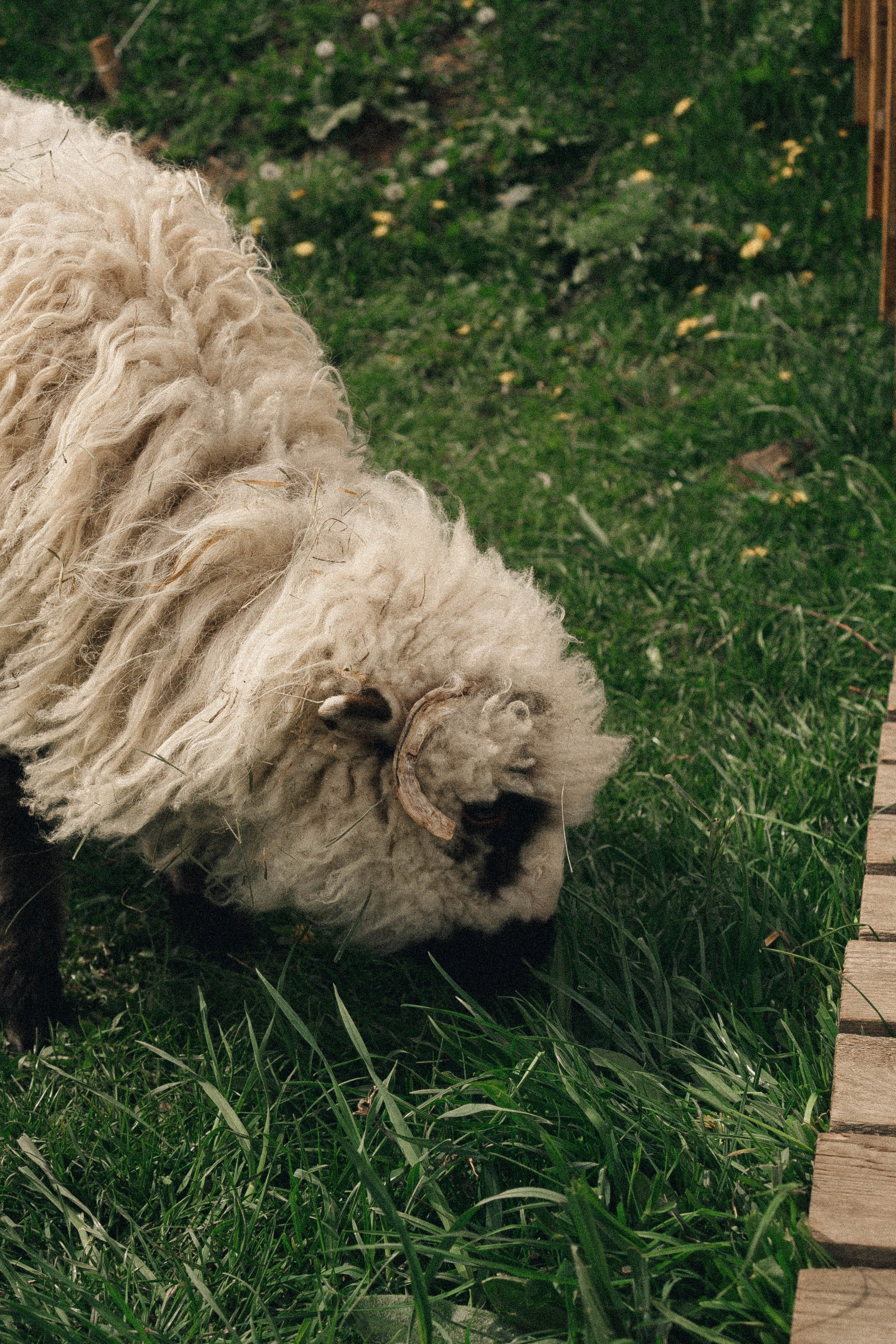 Ферма Альпак. Профессиональный фотограф, Санкт-Петербург — Виктория Богомолова