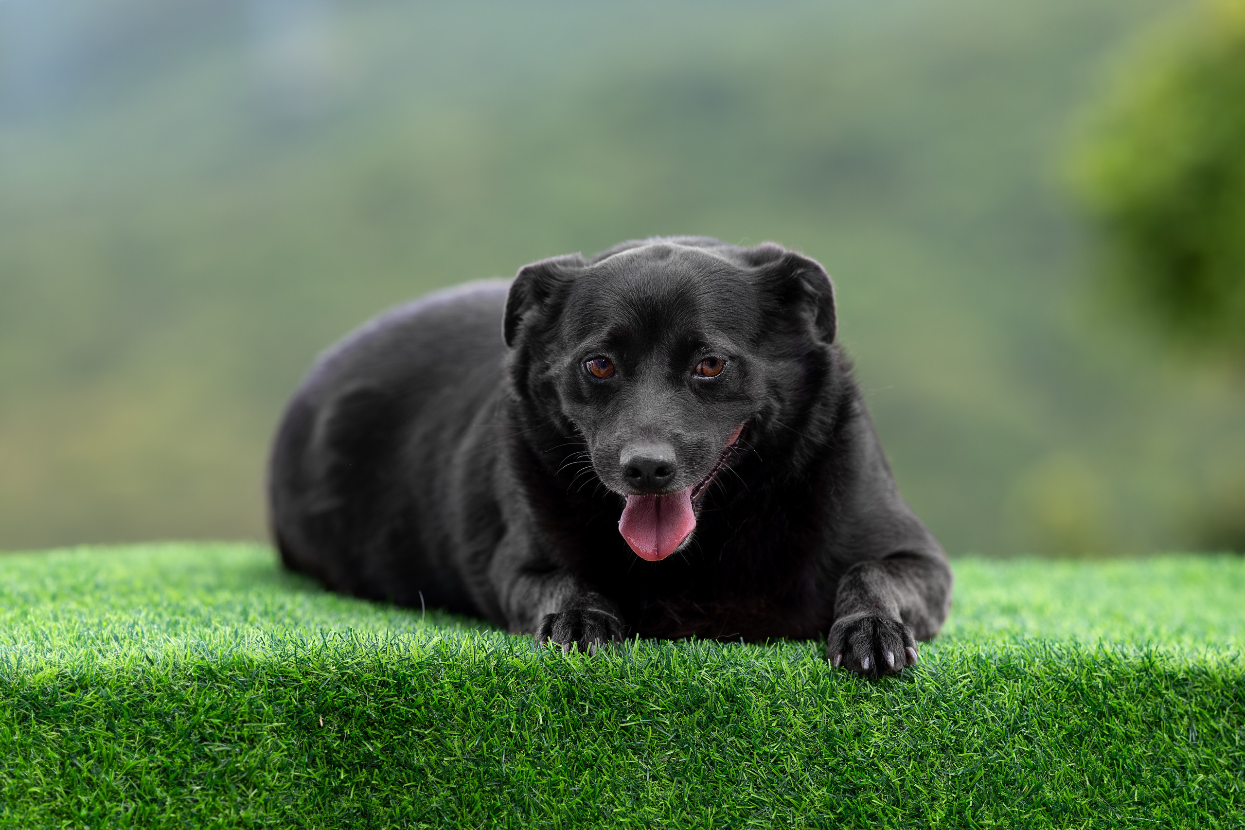 Мини-приют «Возрождение». Ирина Голомб|Фотограф-анималист в  Сочи и Калининграде