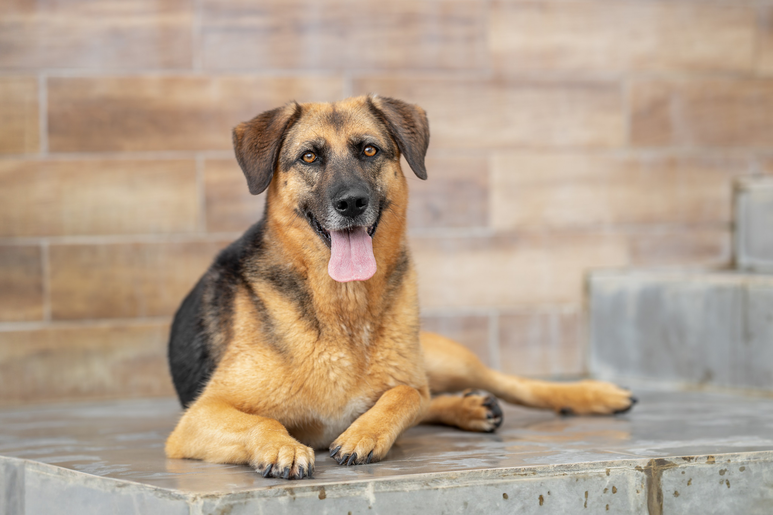Мини-приют «Возрождение». Ирина Голомб|Фотограф-анималист в  Сочи и Калининграде