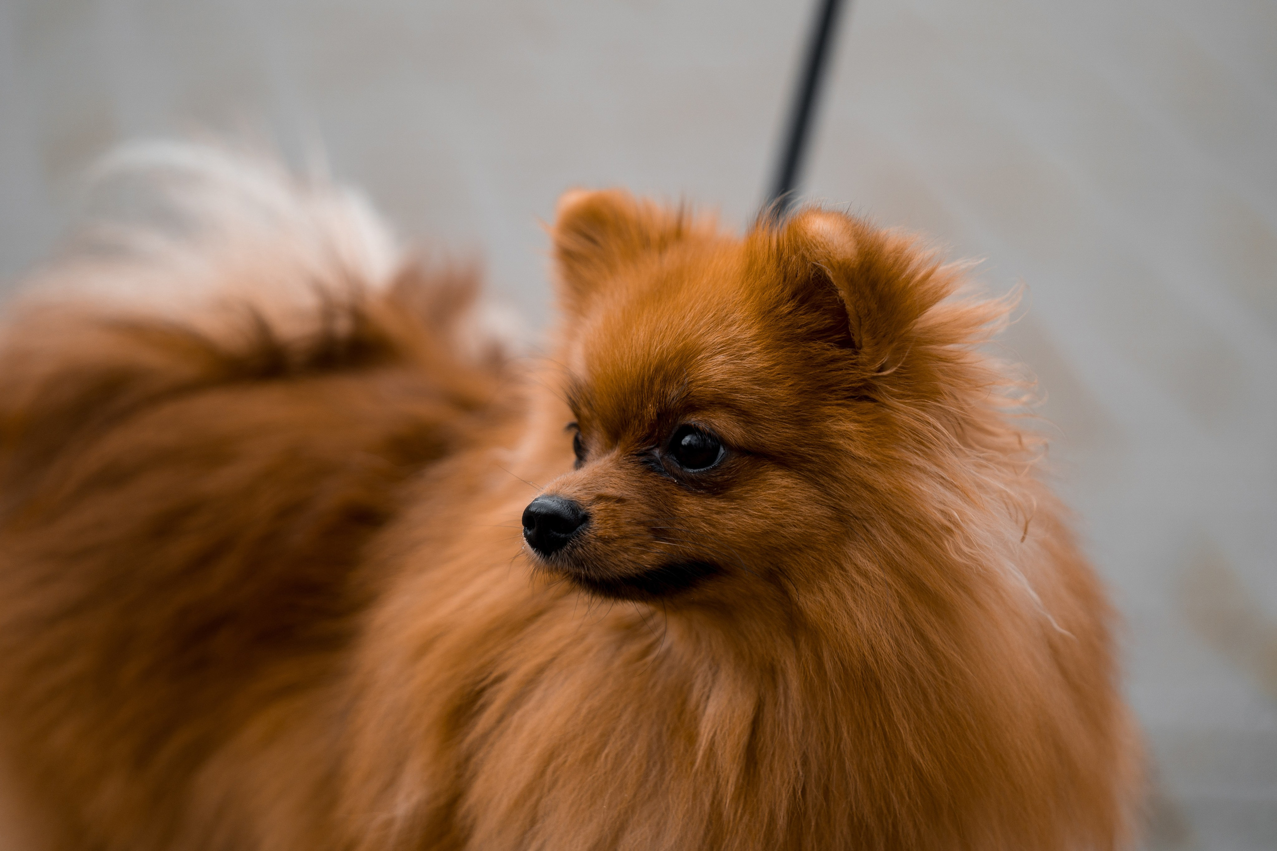 Кристина | Осенняя Фотосессия. Свадебный и репортажный фотограф Ростов-на-Дону Алексей Гуль