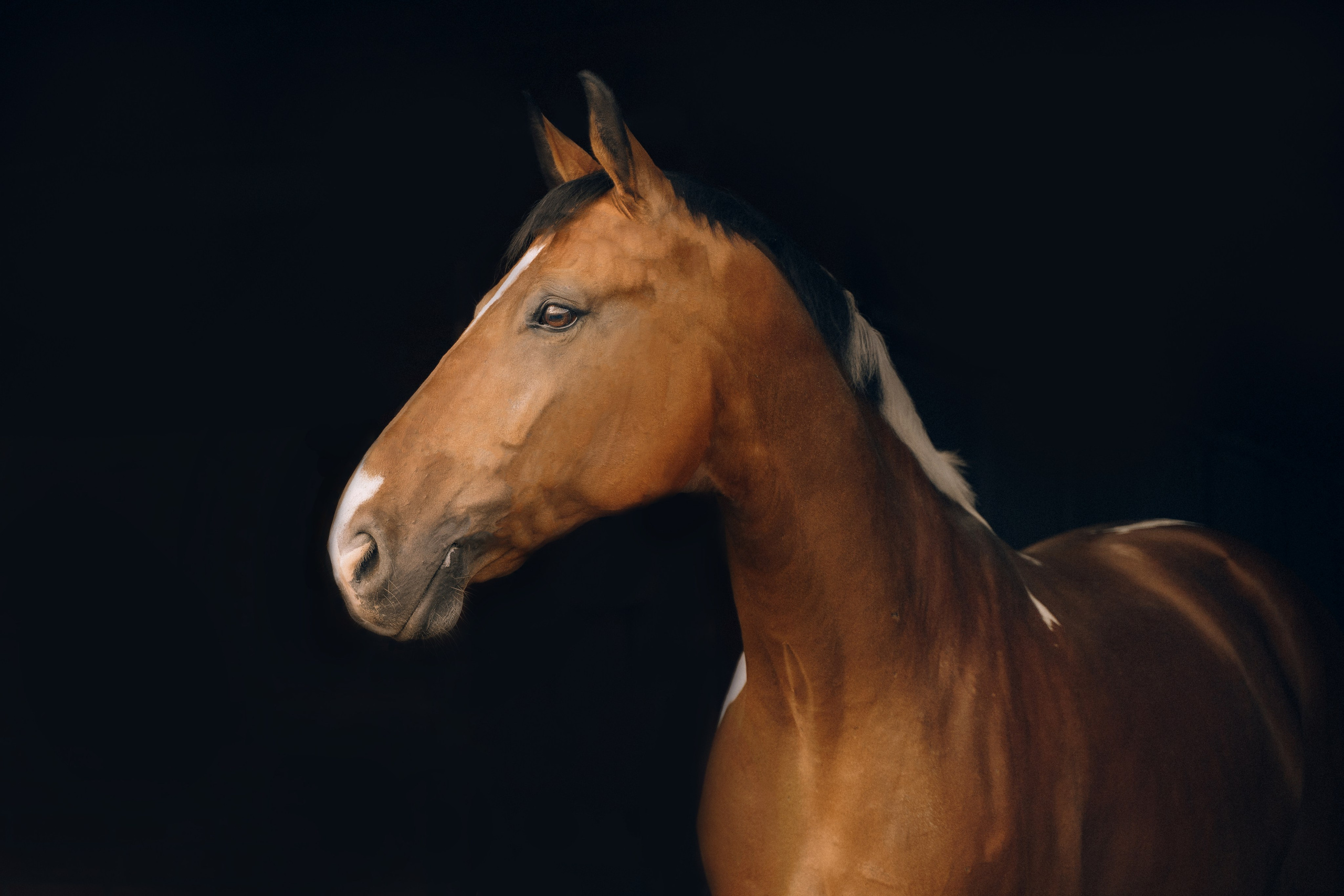 КСК Славино. Фотограф-анималист, портретный фотограф в Чебоксарах Мария Садыкова