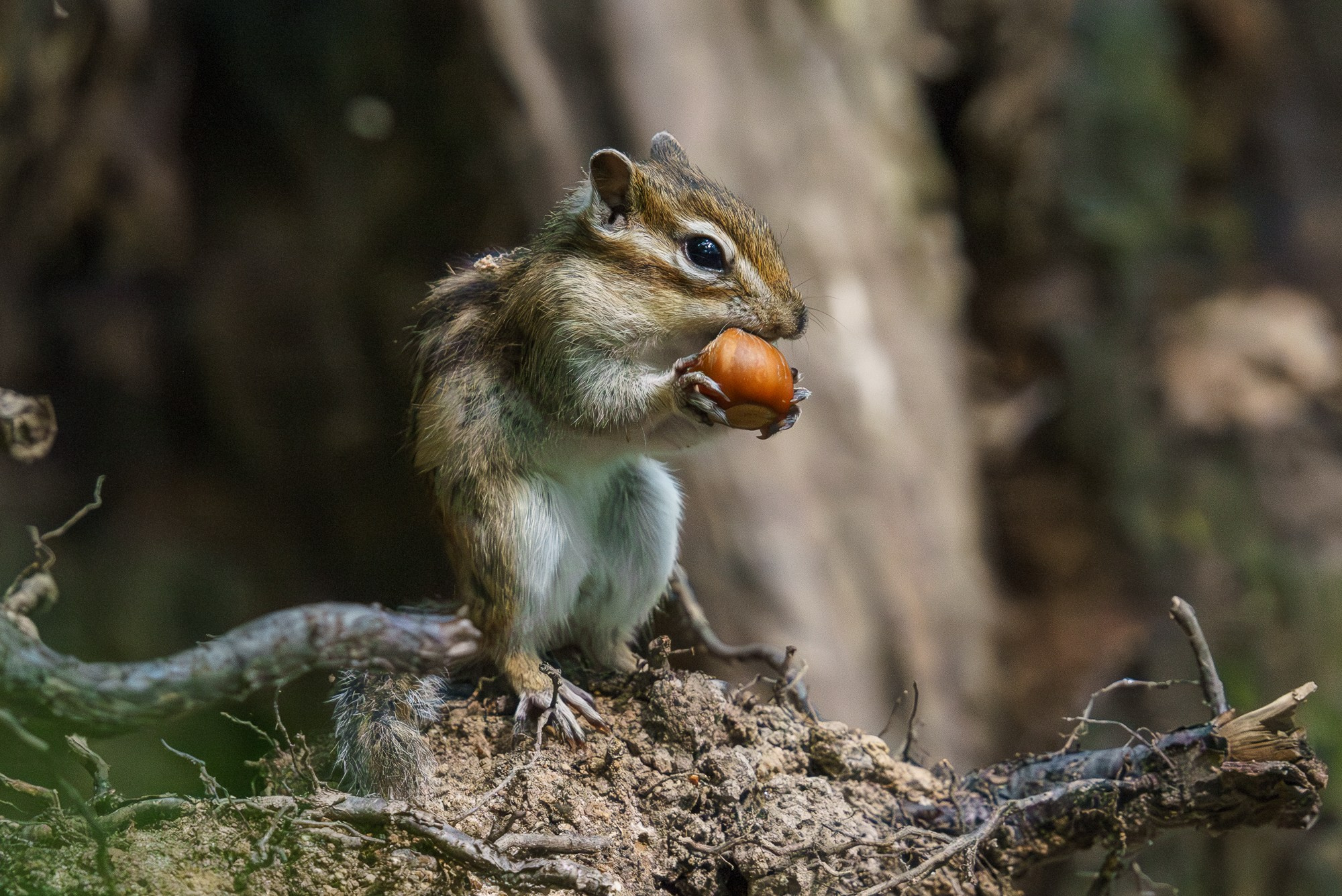 Животные. Ваш личный фотограф Марина Волкова