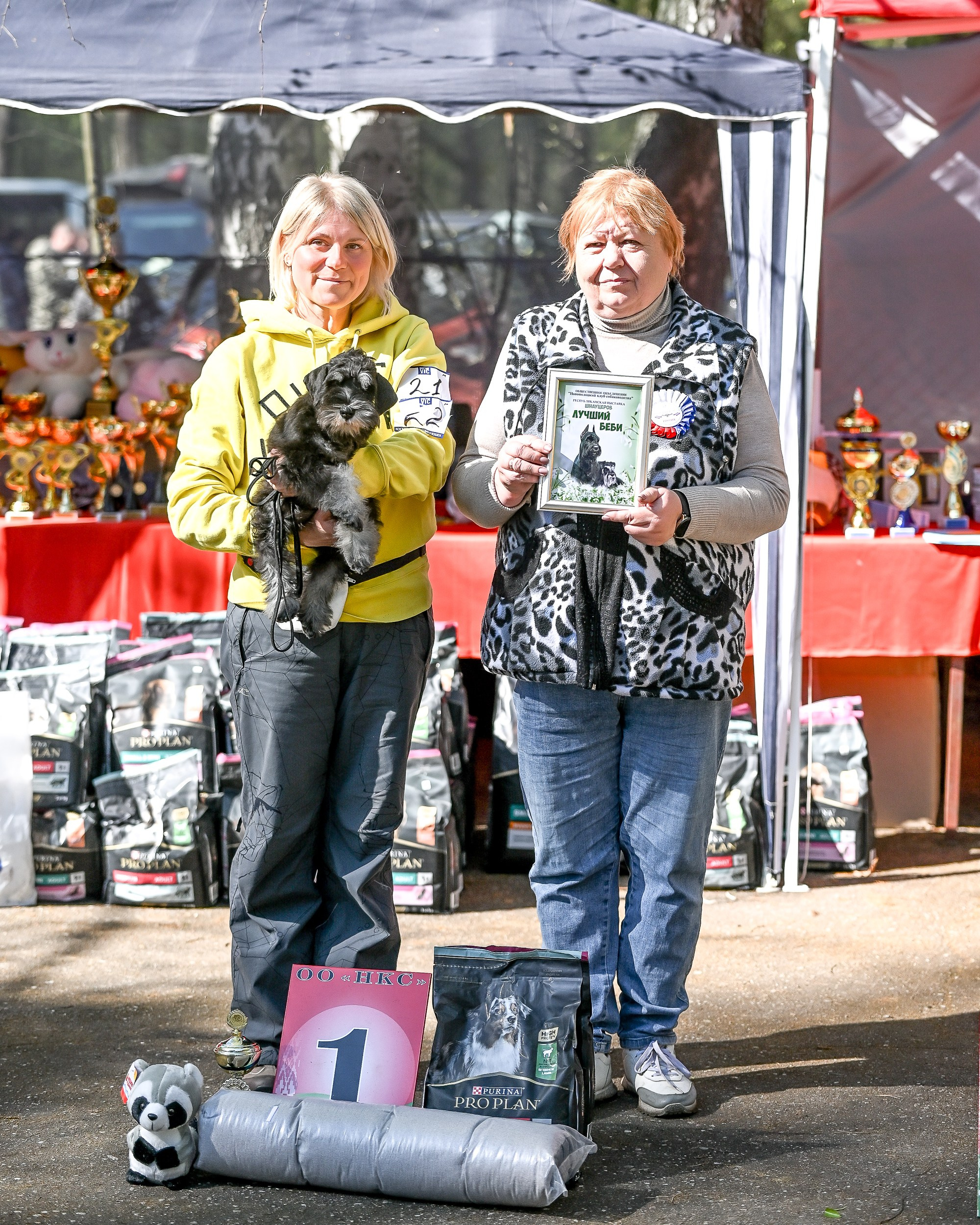 Дариус/ Delinso Balance Chivas Regal. Питомник цвергшнауцеров в Беларуси «Делинсо Бэлэнс»