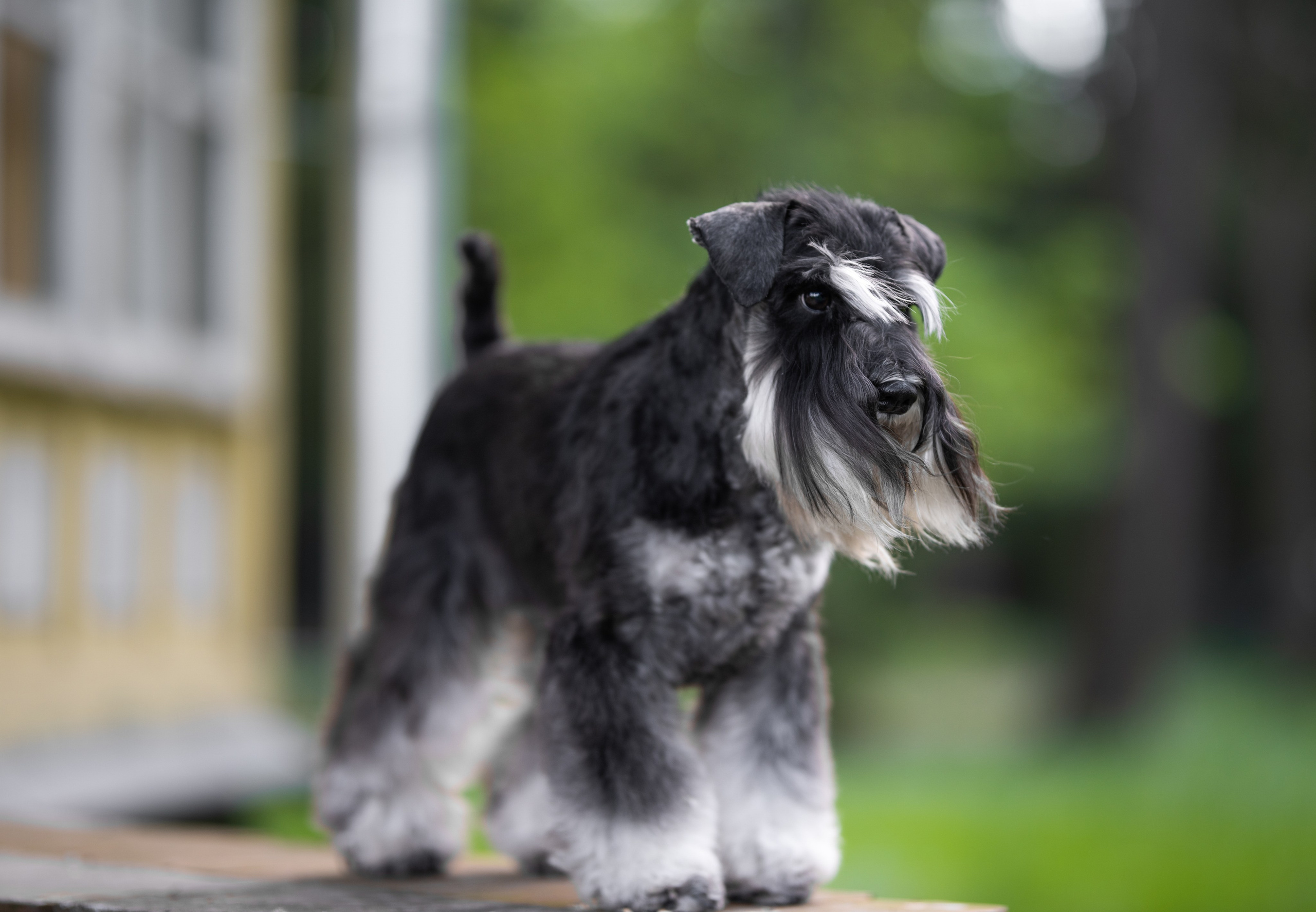 Питомник Делинсо Бэлэнс, щенки цвергшнауцера, купить щенка цвергшнауцера, питомник цвергшнауцеров, кобель цвергшнауцера для вязки, щенок цвергшнауцера, питомник цвергшнауцеров, черный с серебром, цверг, лучший питомник в беларуси