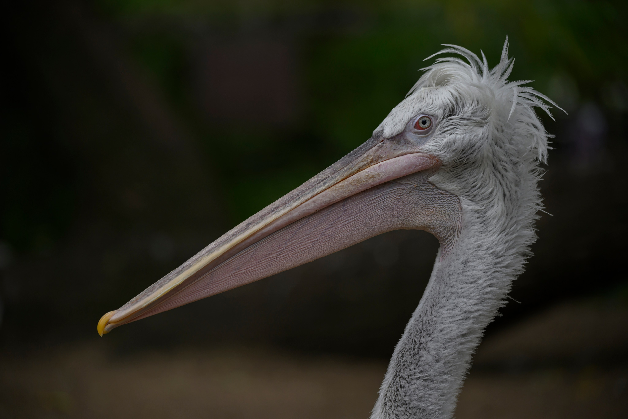Nikkor 180-400 f/4 TC. Фотограф Сергей Пупонин