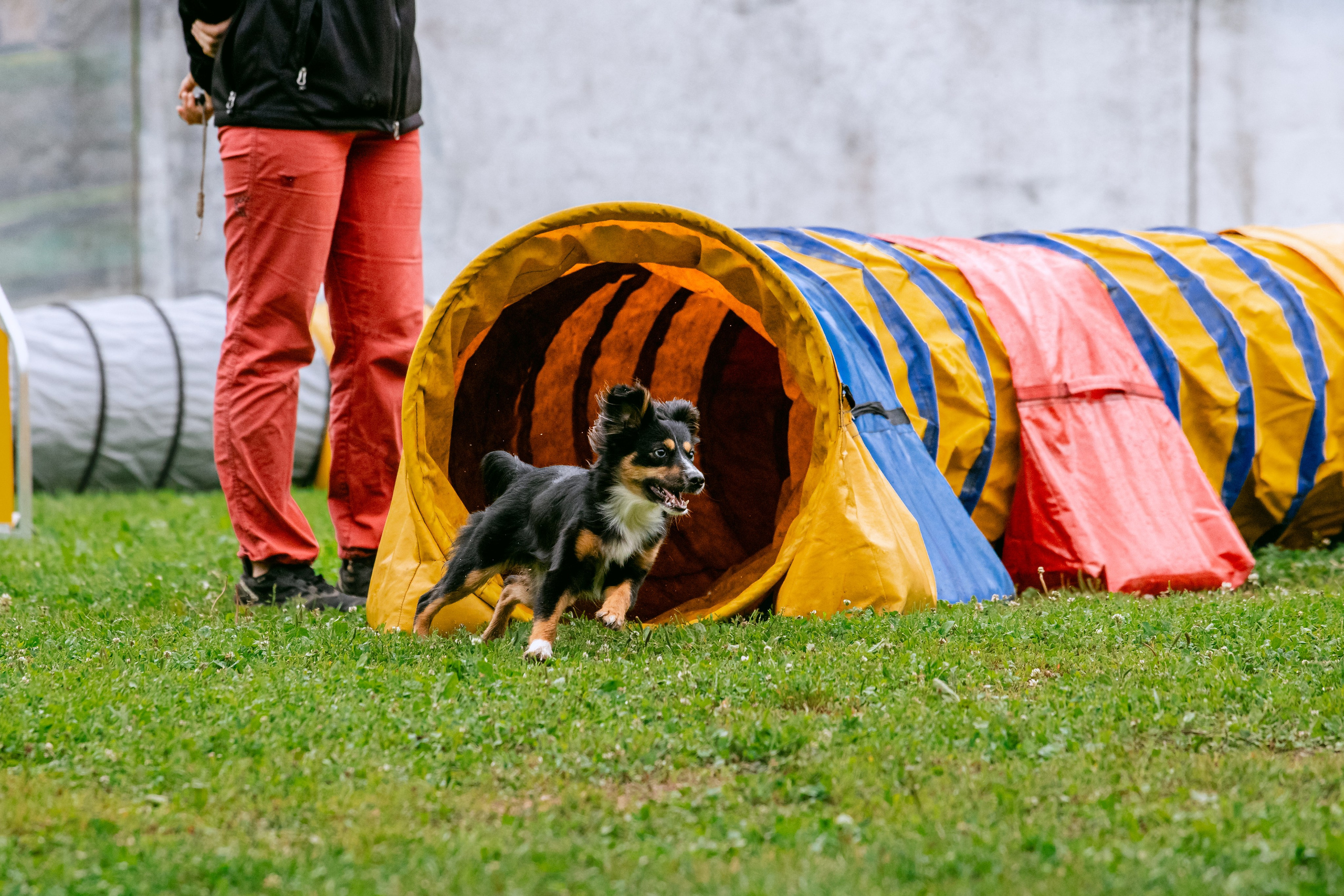 Соревнования по аджилити Долгопрудный 30.06.2025. Фотограф-анималист Татьяна Степанова