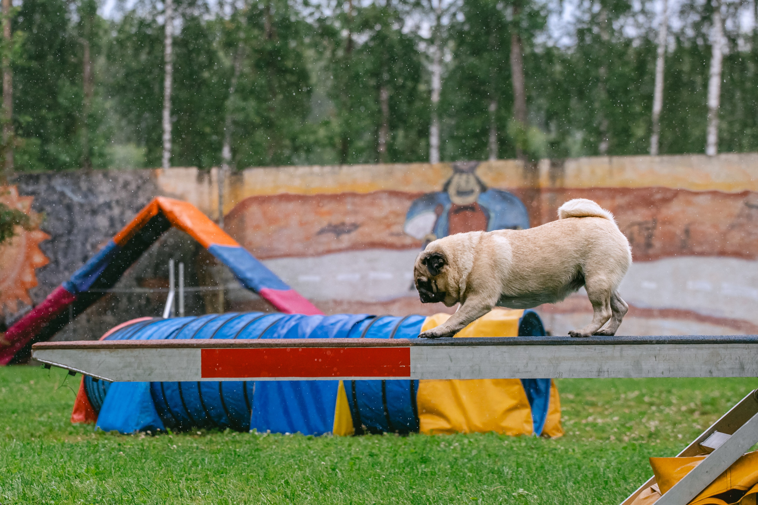 Соревнования по аджилити Долгопрудный 30.06.2025. Фотограф-анималист Татьяна Степанова