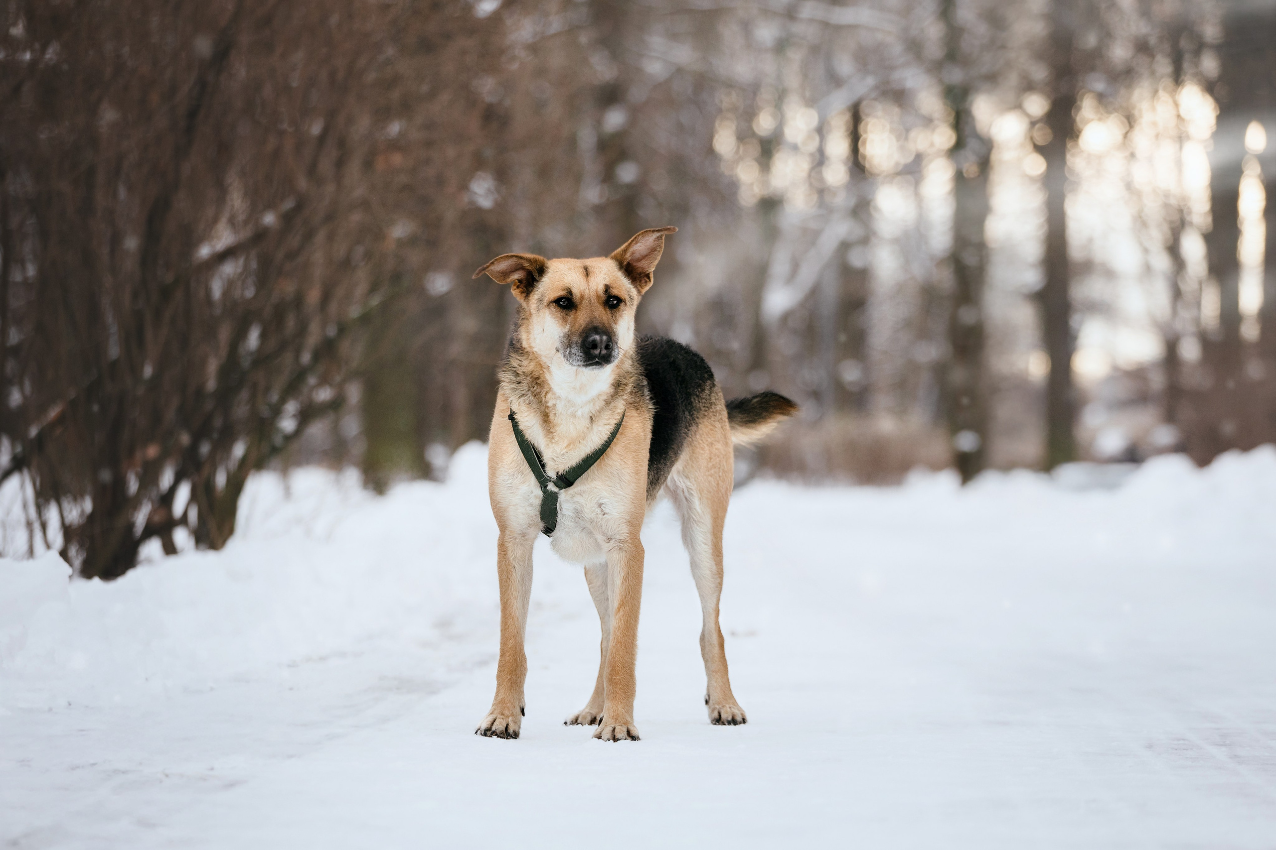 Собаки из приюта Дубовая роща зима. Фотограф-анималист Татьяна Степанова
