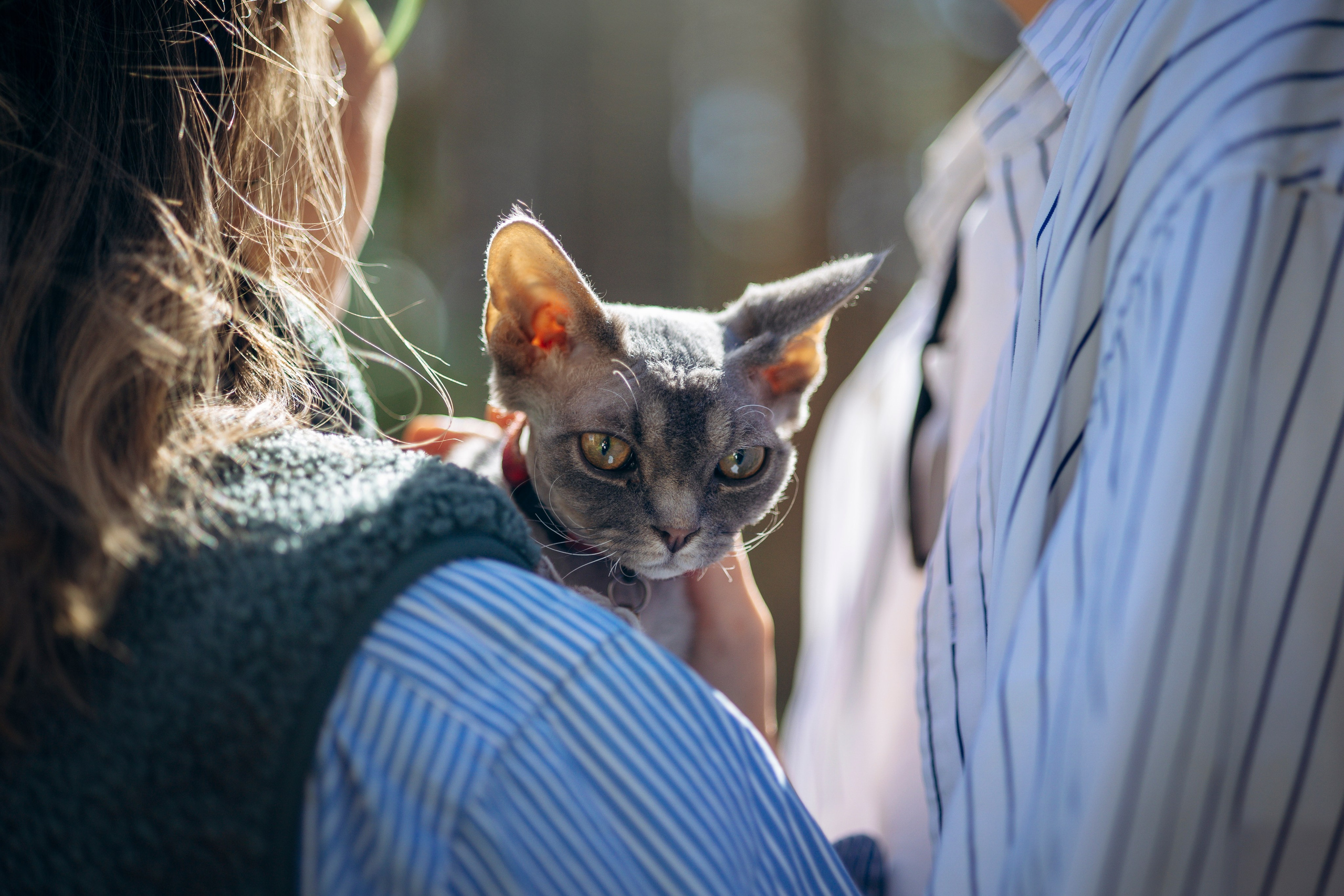 Котофеи и их семья. Фотограф — Анималист | Санкт-Петербург