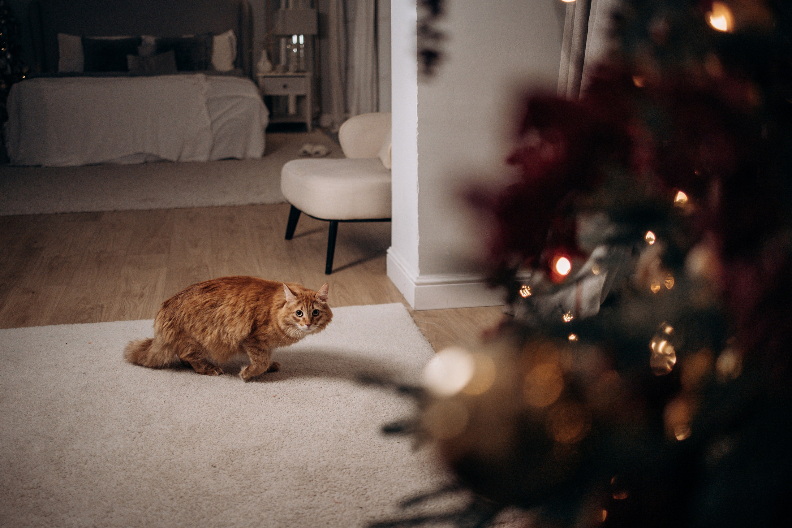 Эля и Франц. Фотограф — Анималист | Санкт-Петербург