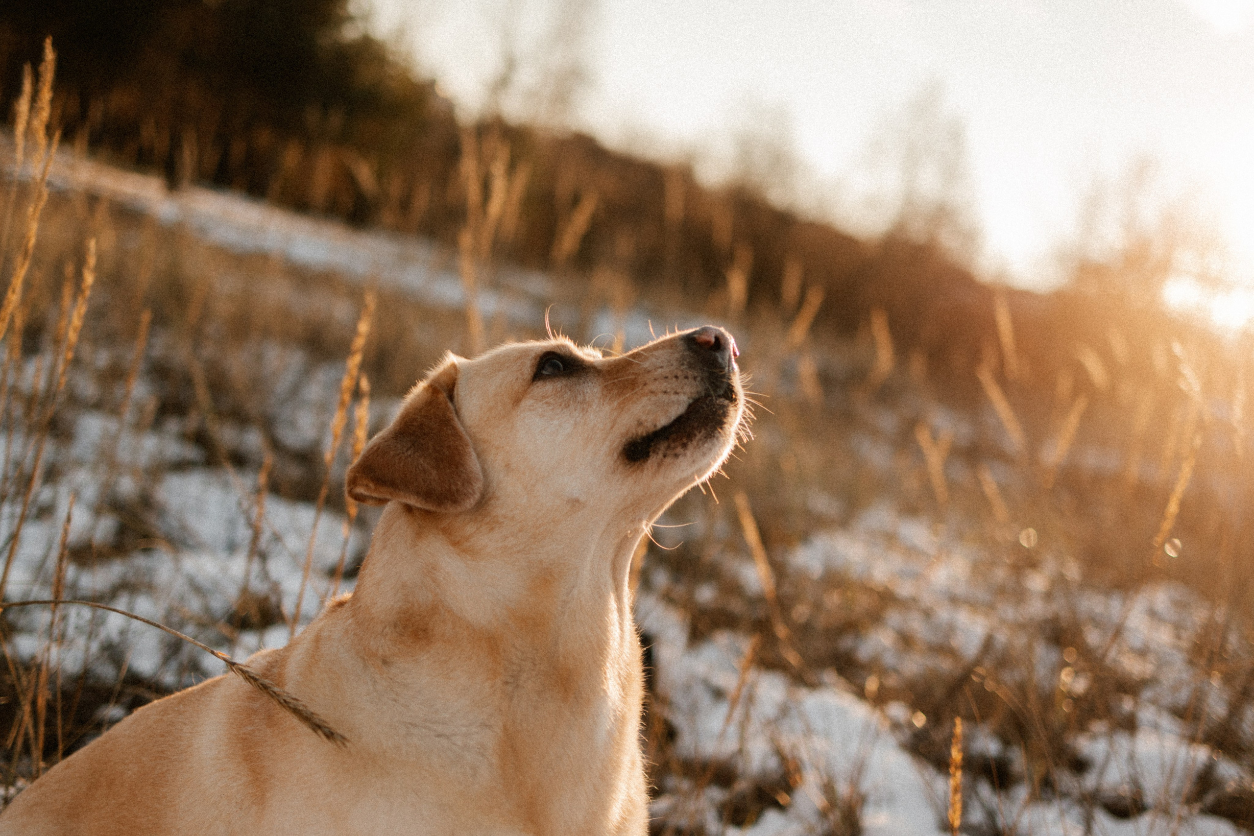 Ирина и Бася. Фотограф — Анималист | Санкт-Петербург